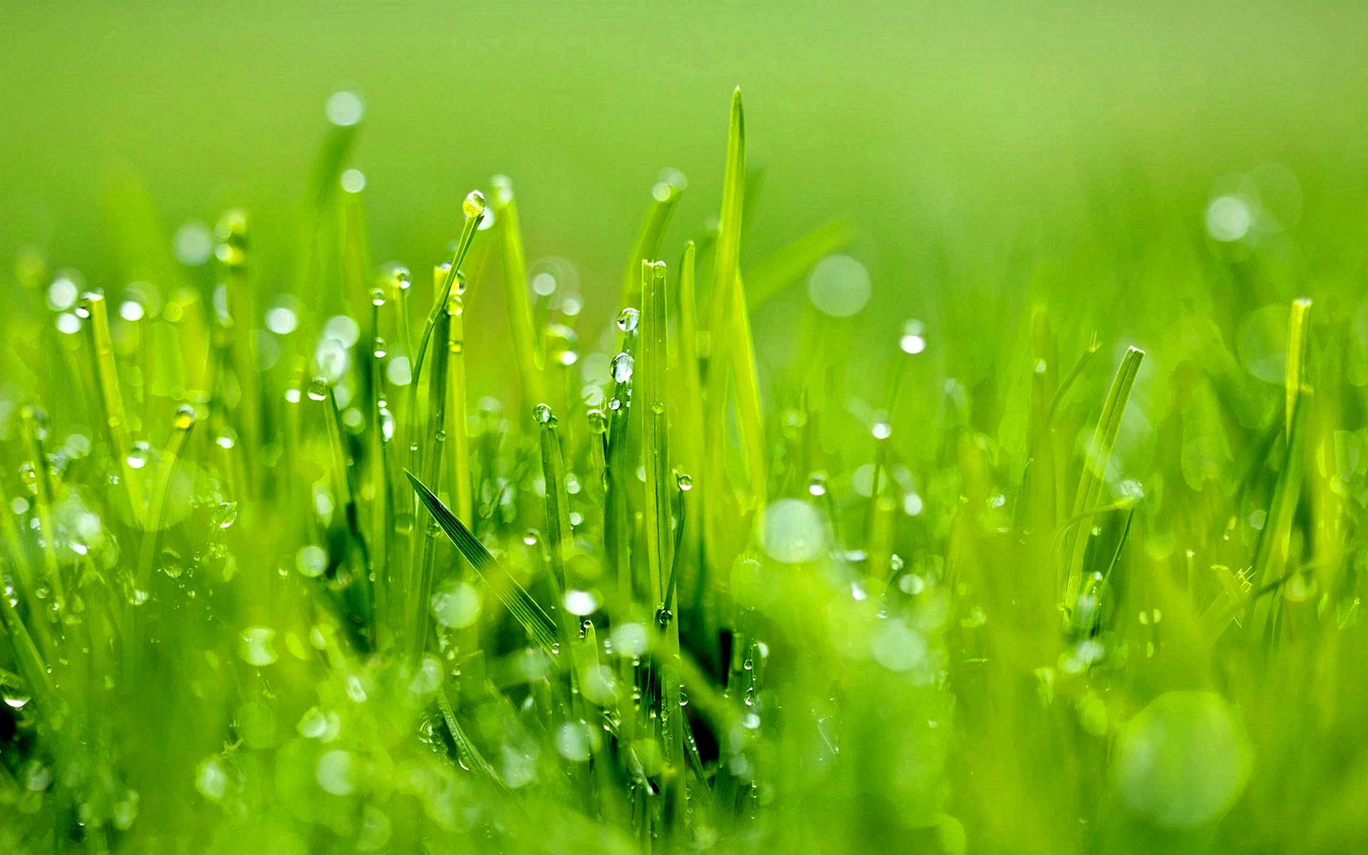 Grass Wallpaper