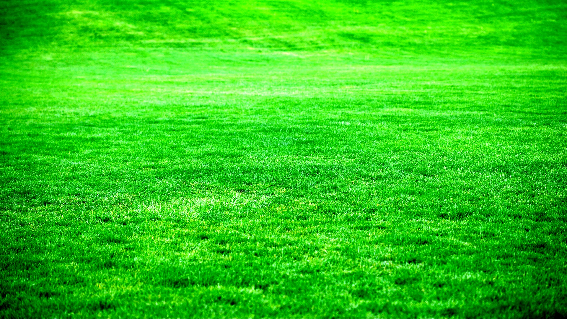 Grass Wallpaper