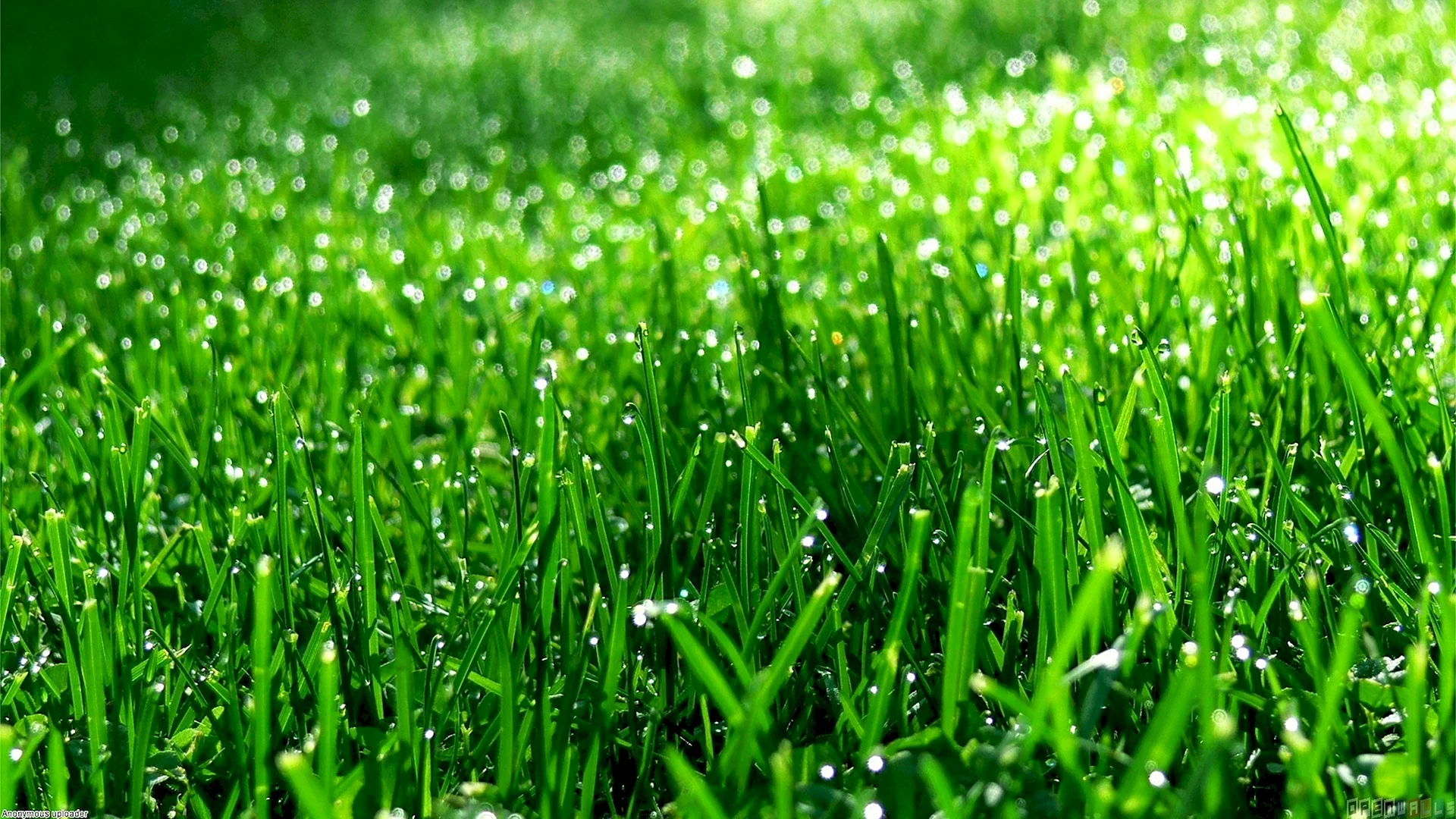 Grass Wallpaper