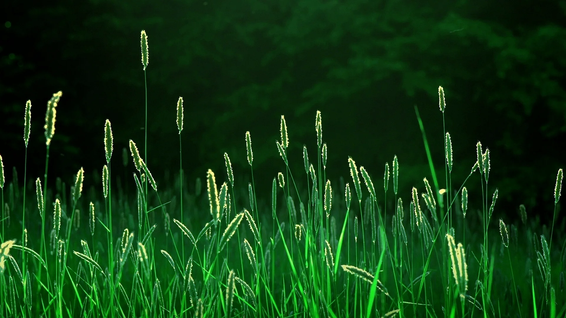 Grass Wallpaper