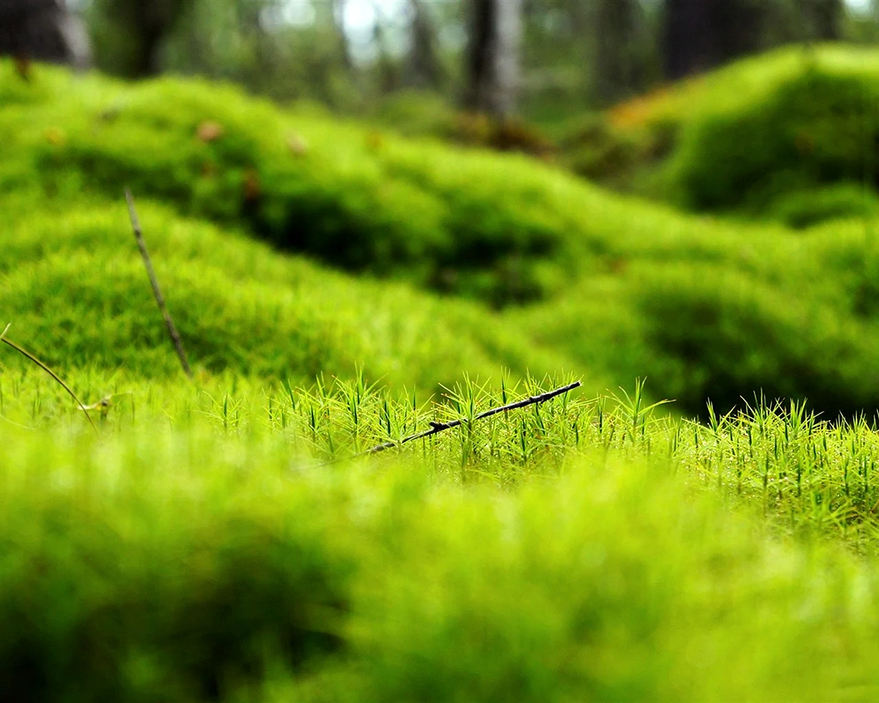 Grass Wallpaper