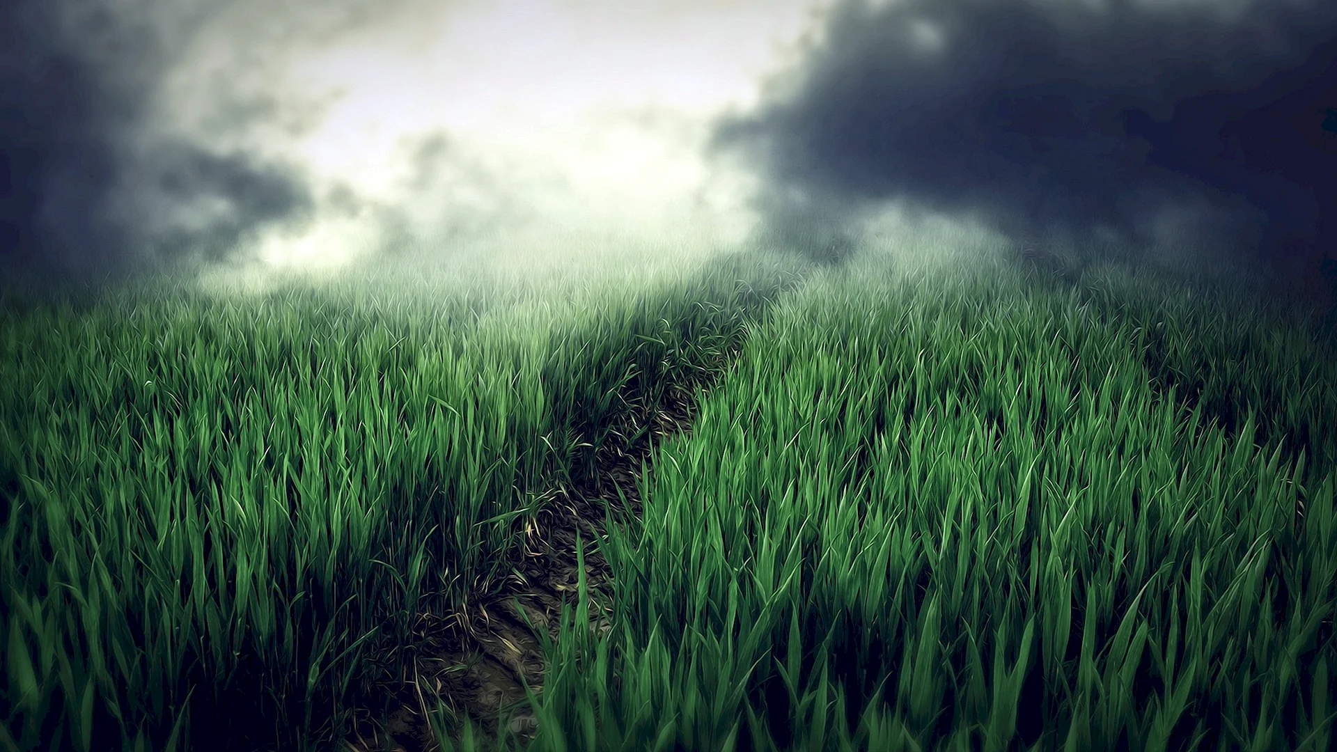 Grass Wallpaper