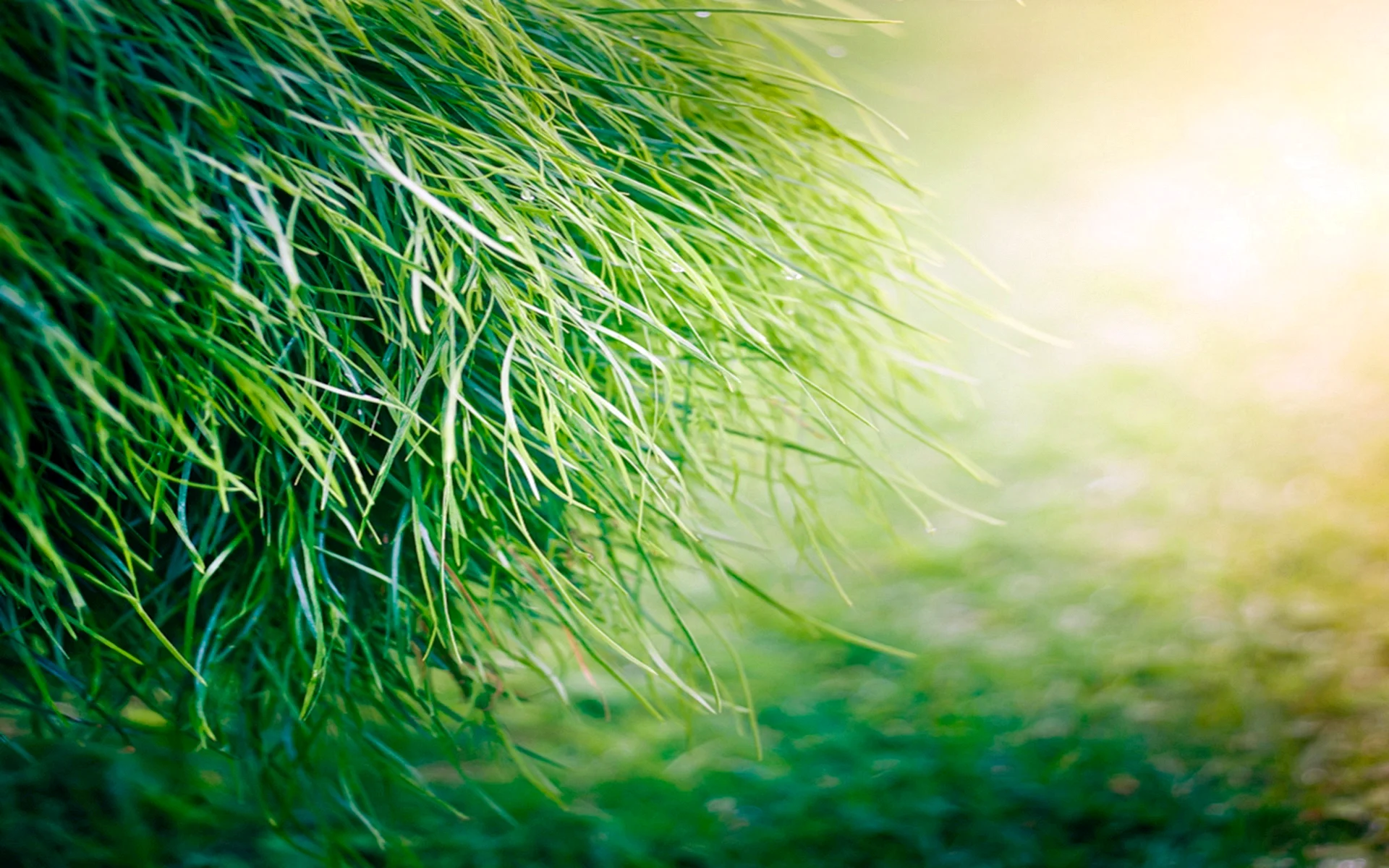 Grass Wallpaper