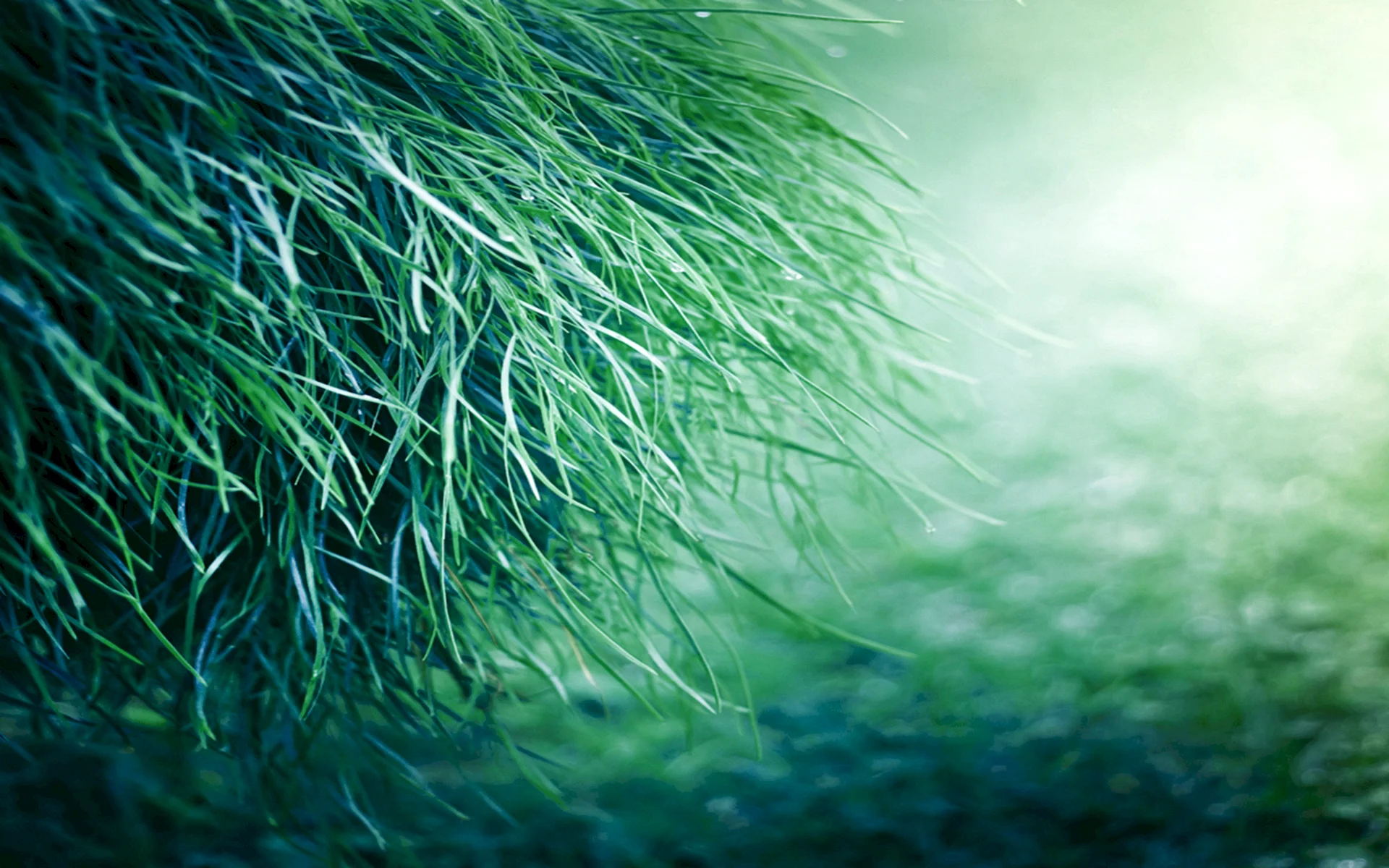 Grass Wallpaper