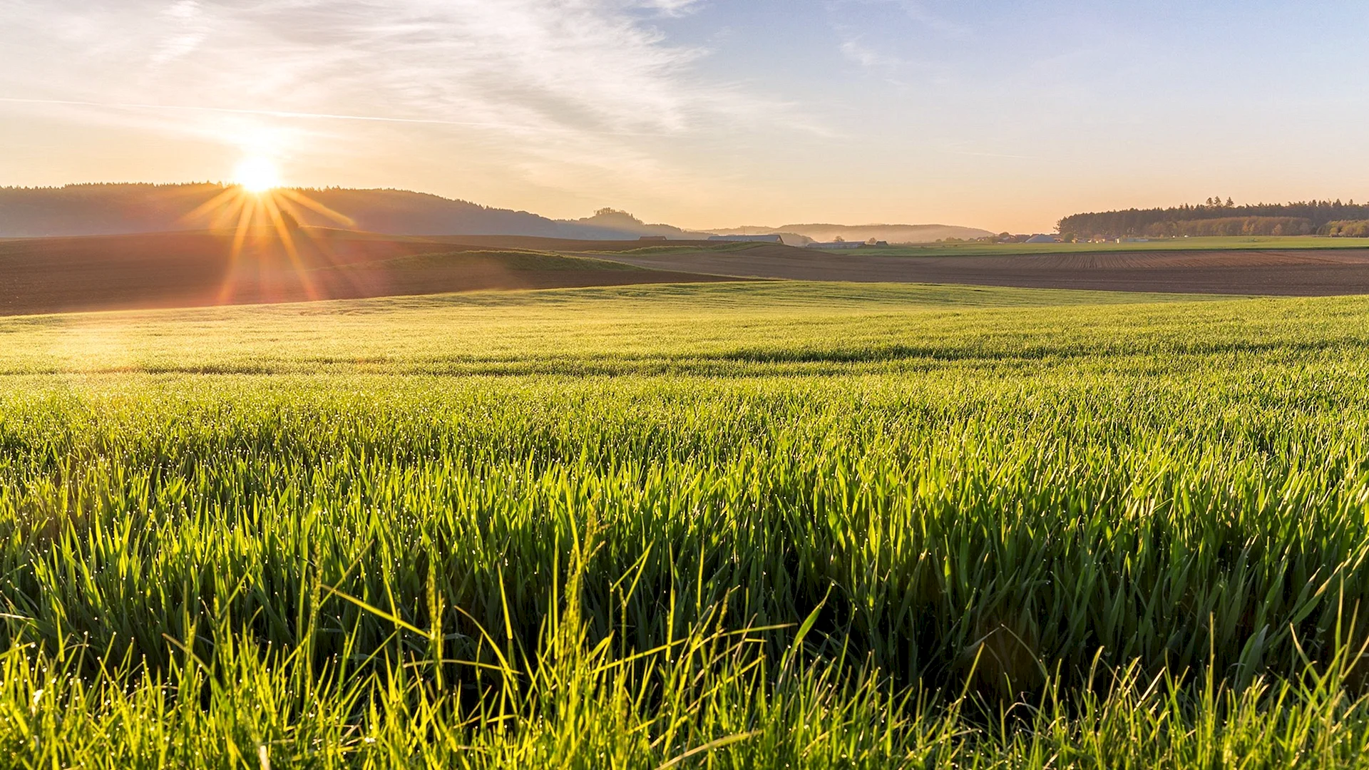 Grass Field Wallpaper