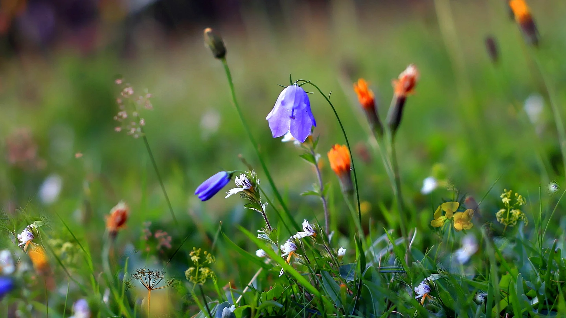 Grass Flower Wallpaper