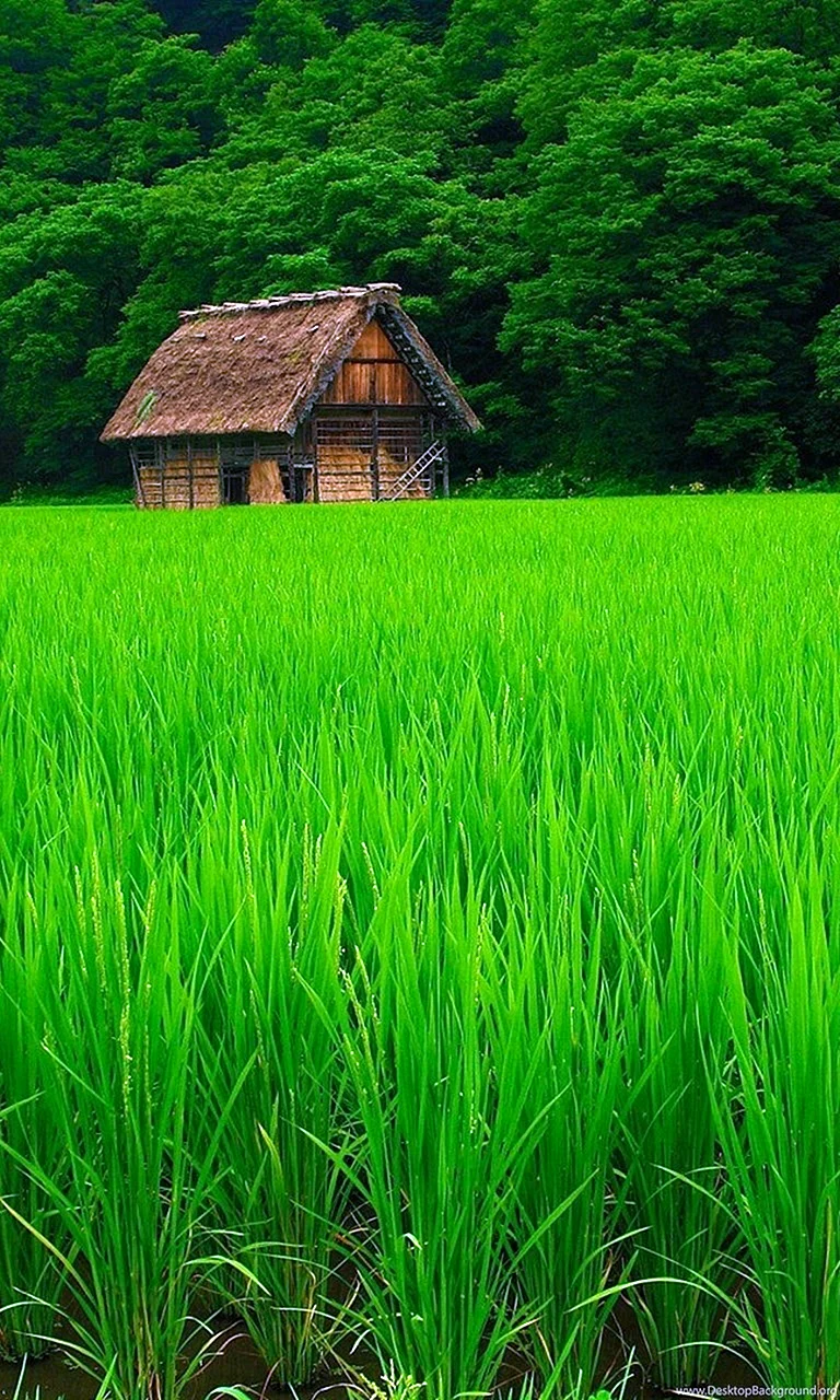 Grass In Rice Wallpaper For iPhone