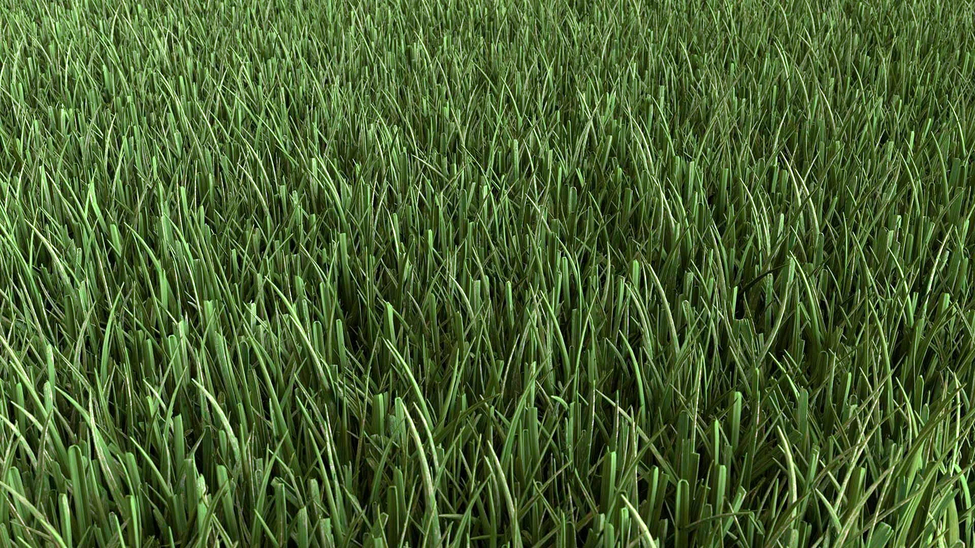 Grass Texture Wallpaper