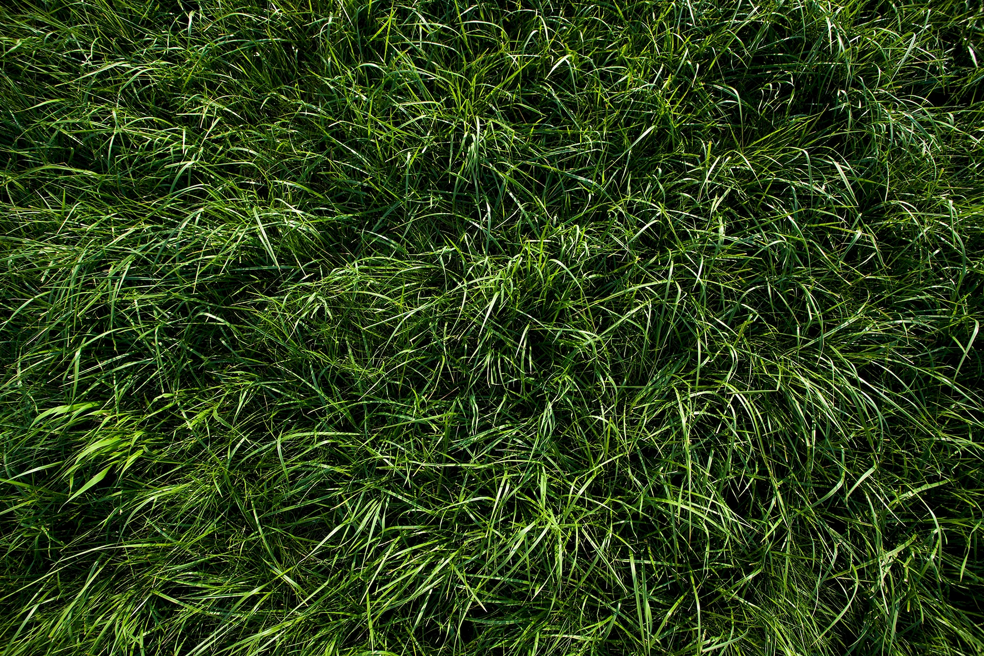 Grass Texture Wallpaper