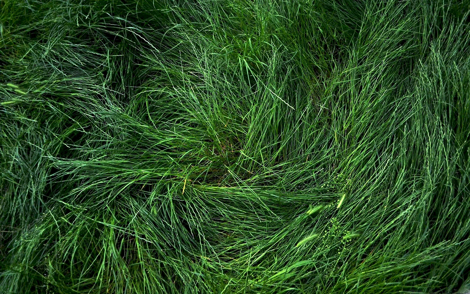 Grass Texture Wallpaper