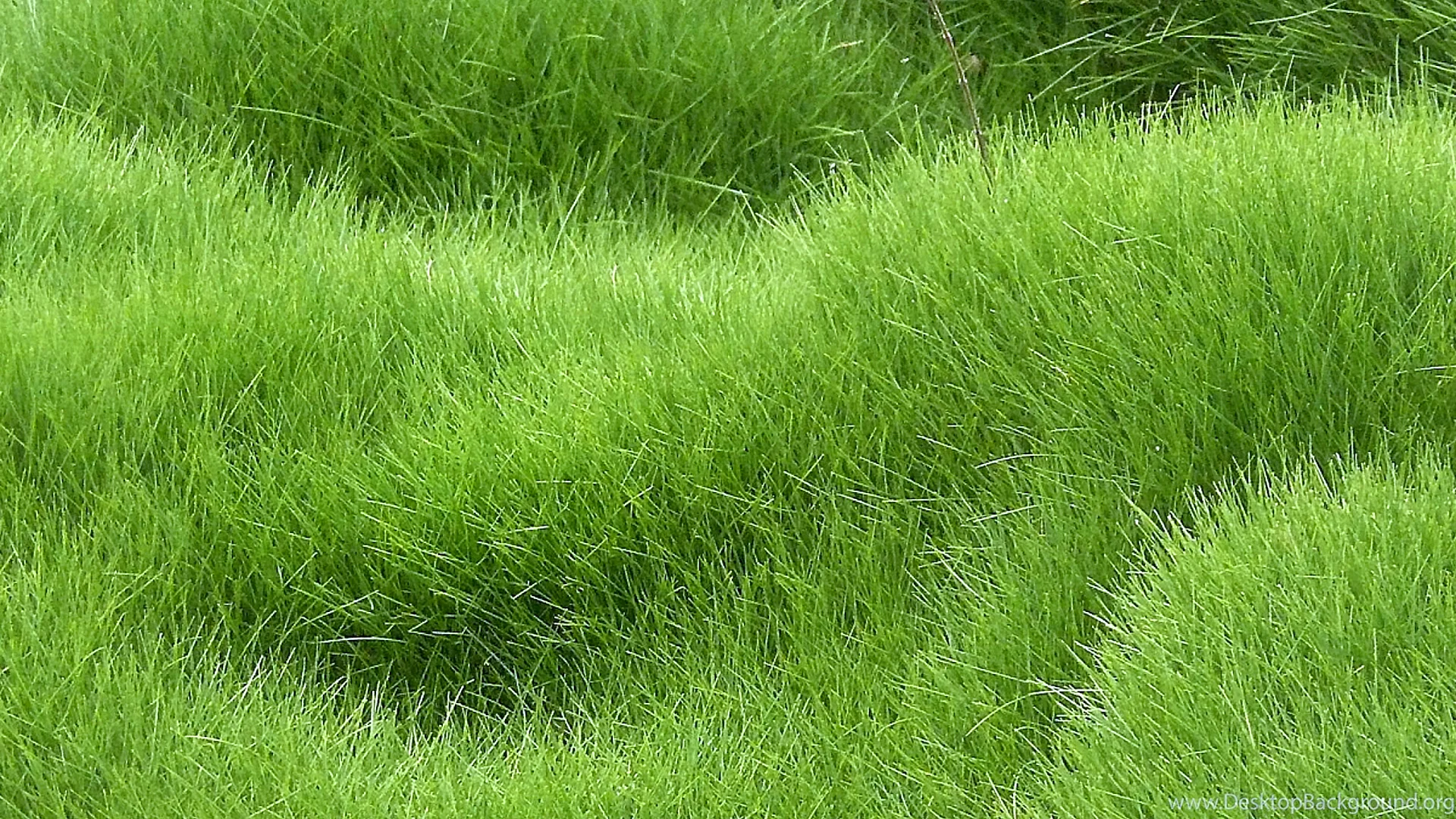 Grass Texture Wallpaper