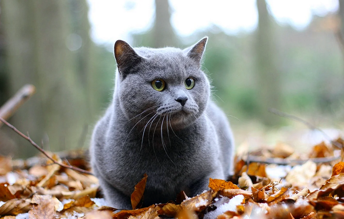 Gray Cat Wallpaper