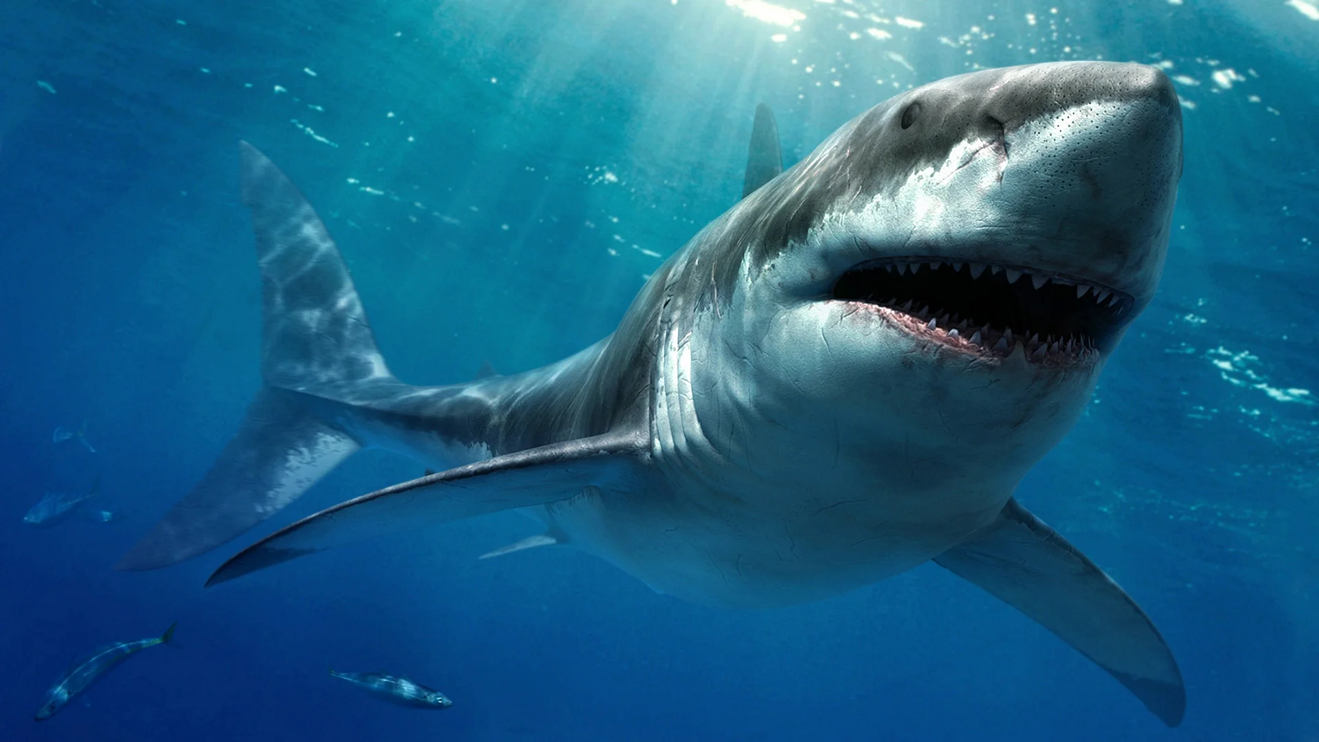 Great White Shark Wallpaper