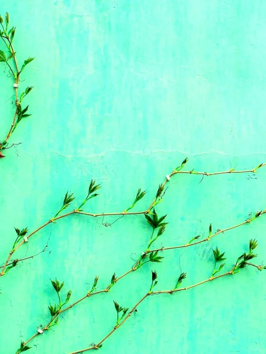 Green Aesthetic Background Wallpaper