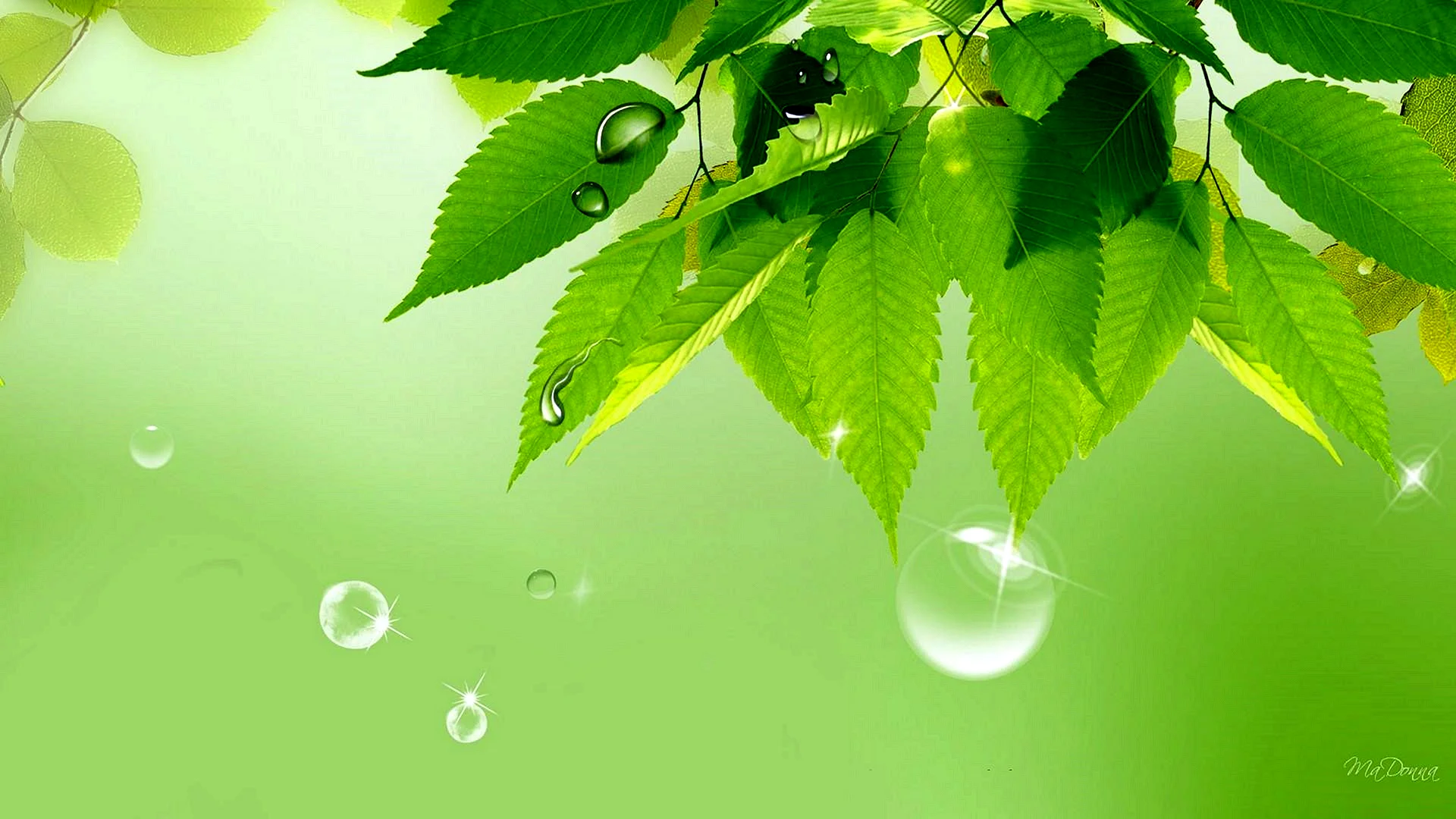 Green Background Tree Leaves Wallpaper