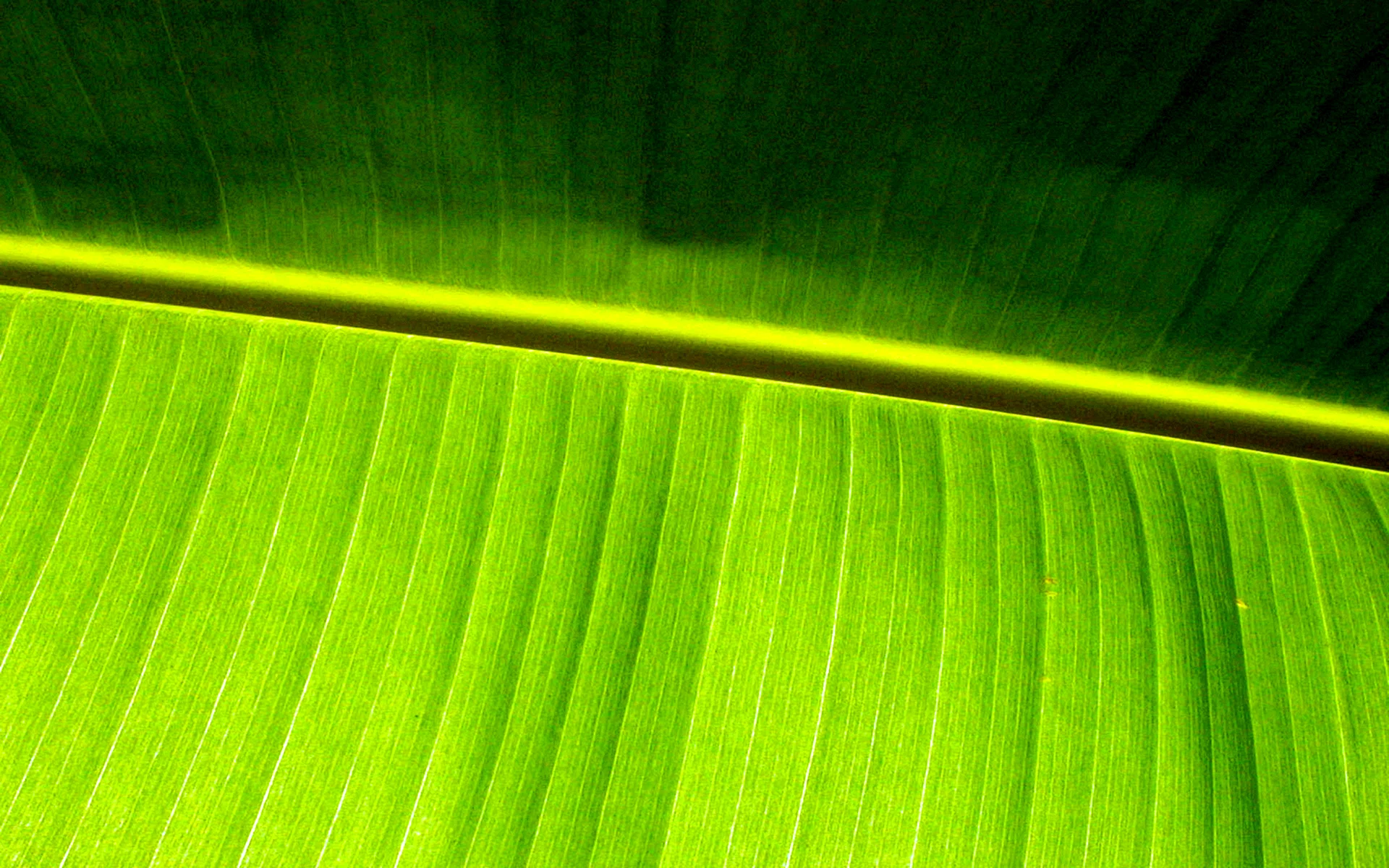 Green Banana Leaves Wallpaper