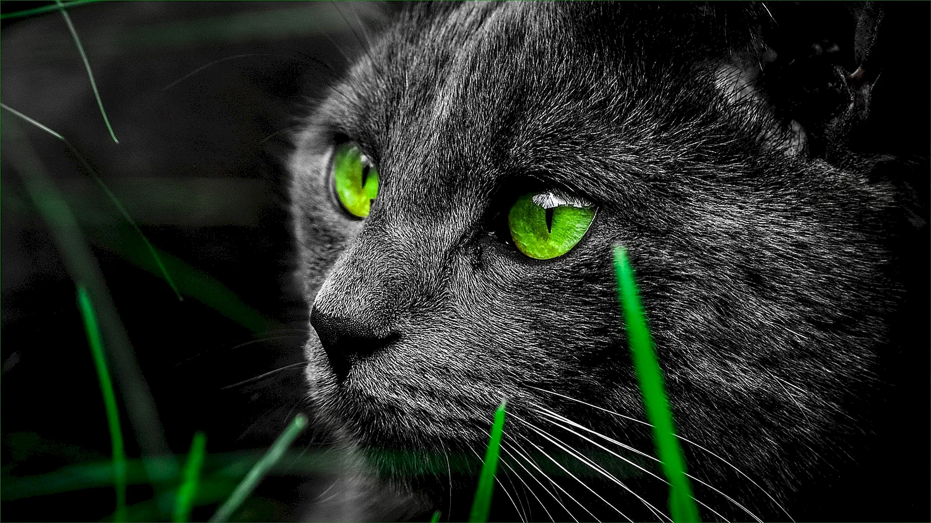 Green Black