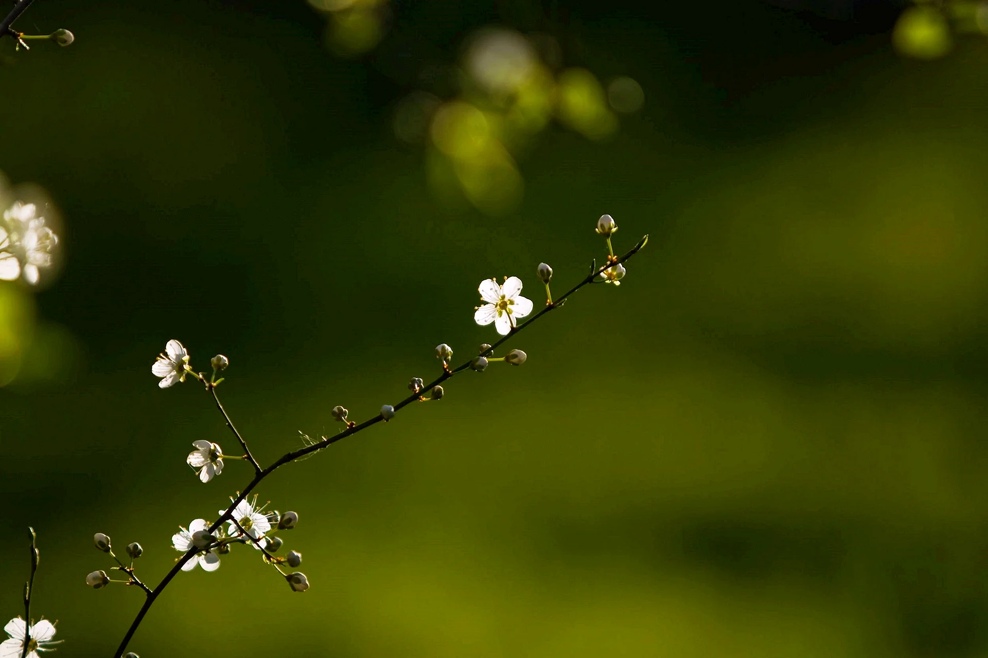 Green Blossom Wallpaper