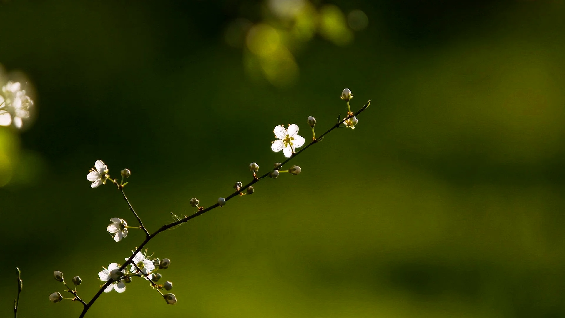 Green Blossom Wallpaper