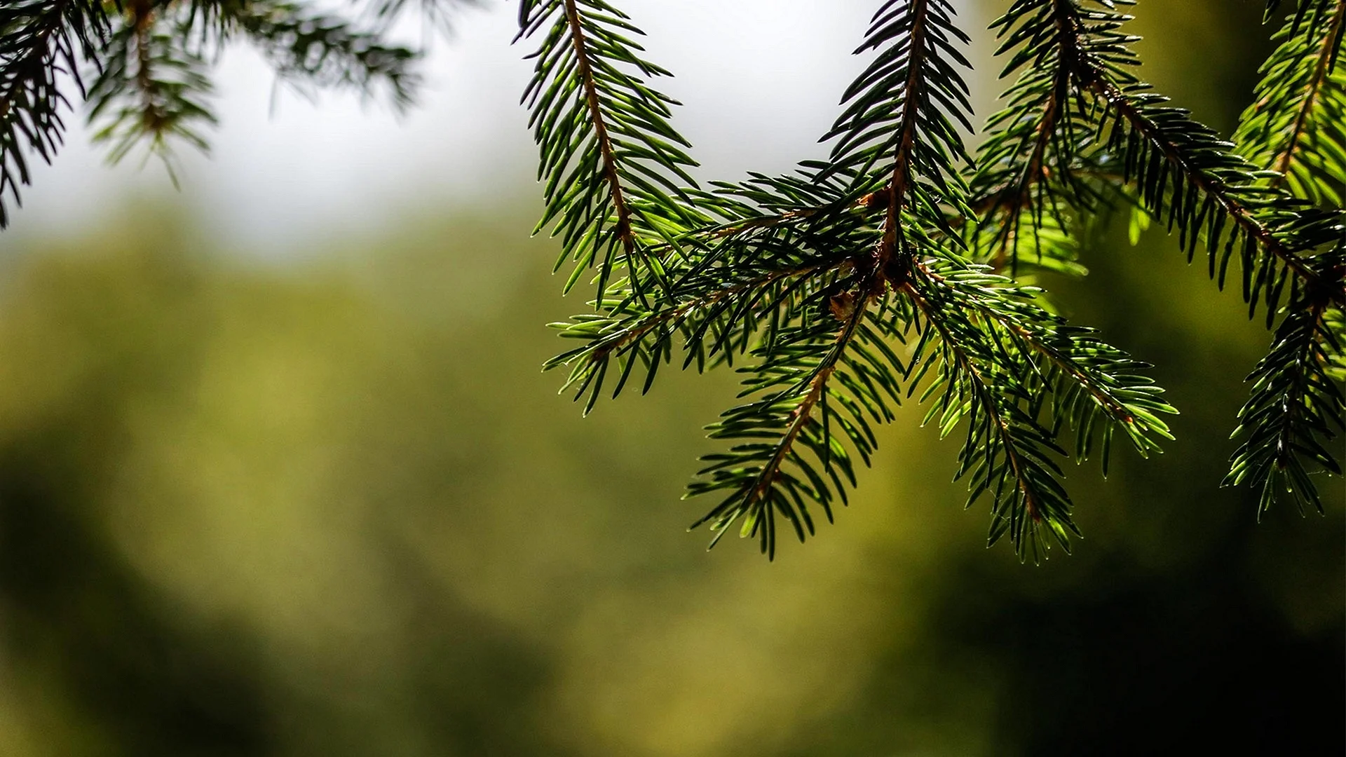 Green Christmas Tree Wallpaper