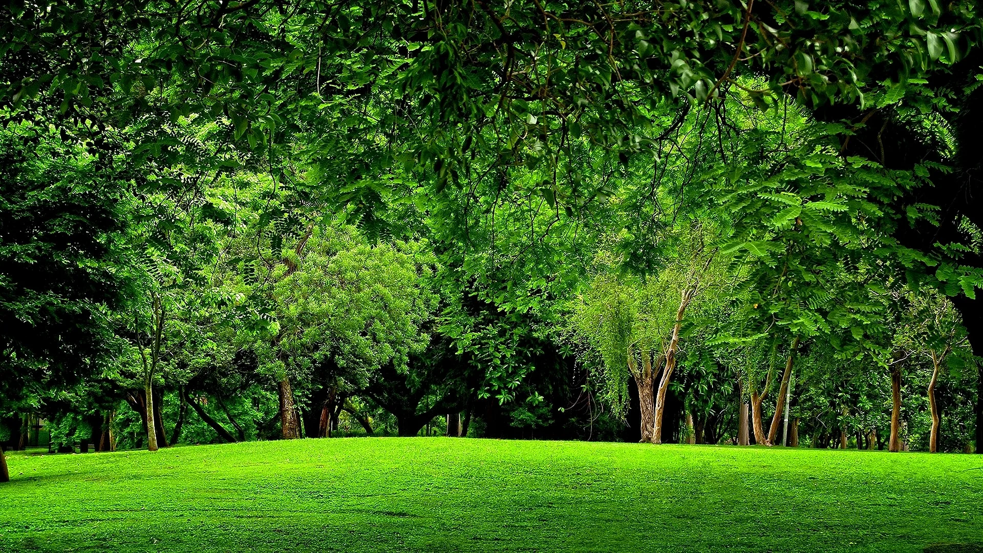 Green Forest Wallpaper