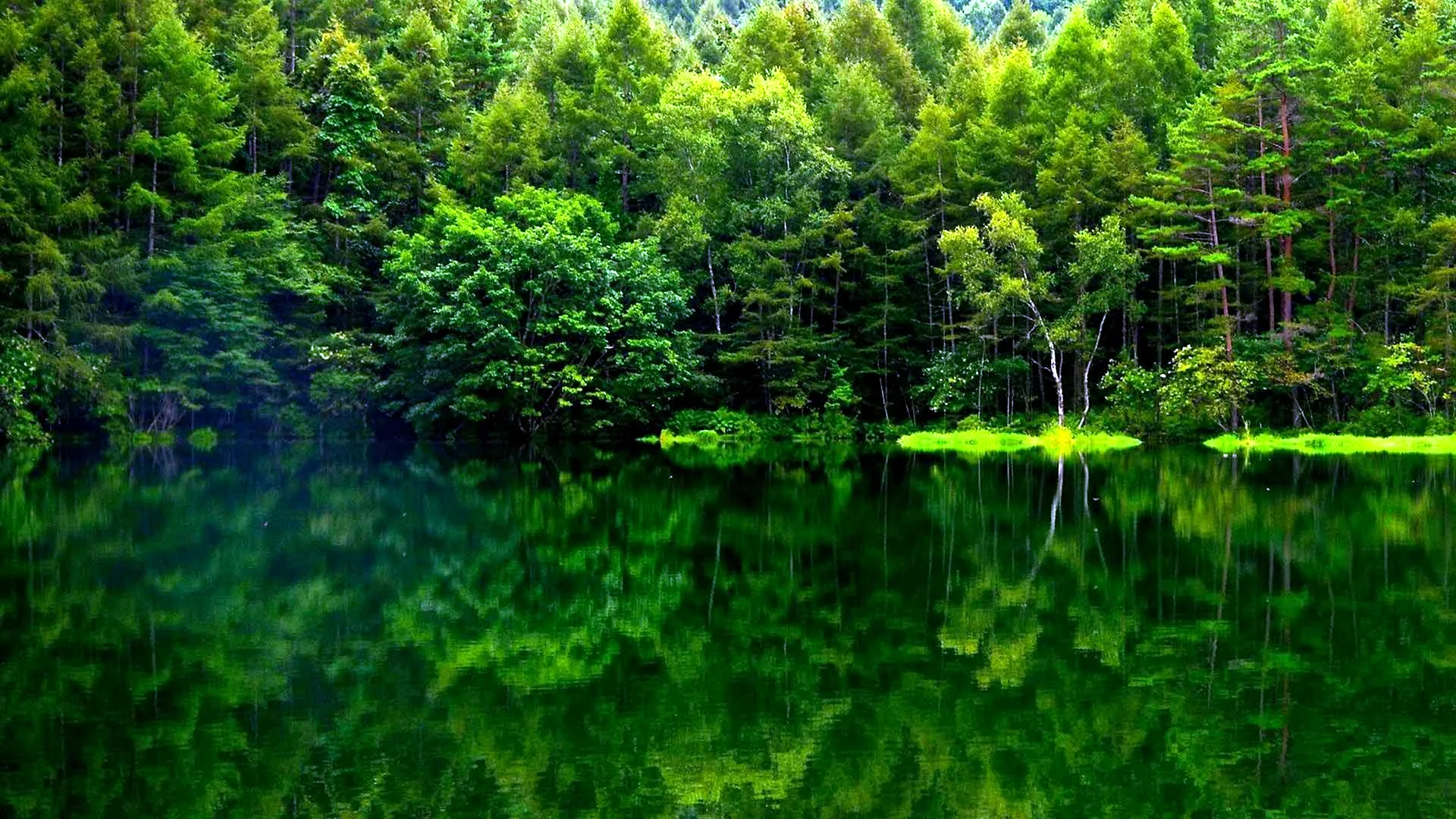 Green Forest Wallpaper