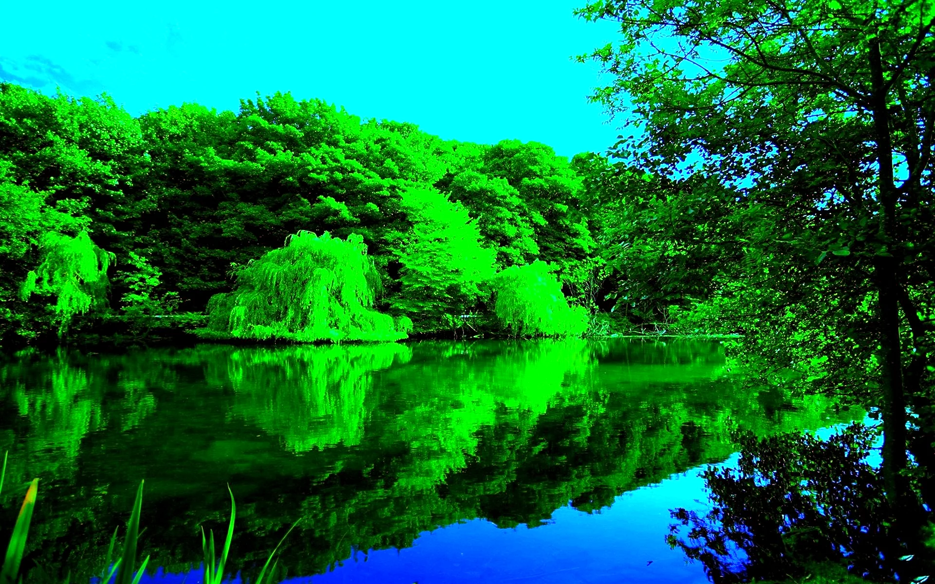 Green Forest And River Wallpaper