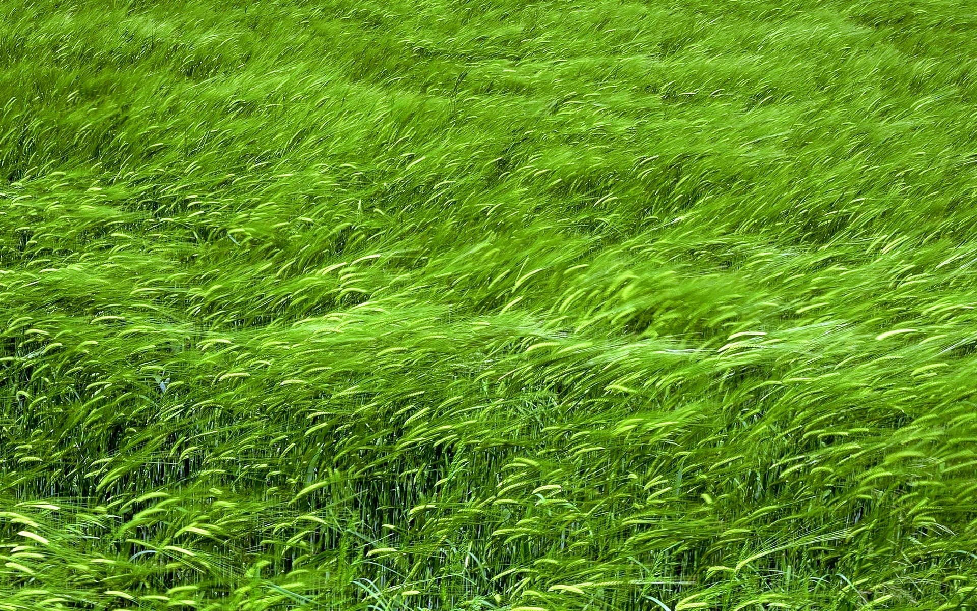 Green Grass Wallpaper