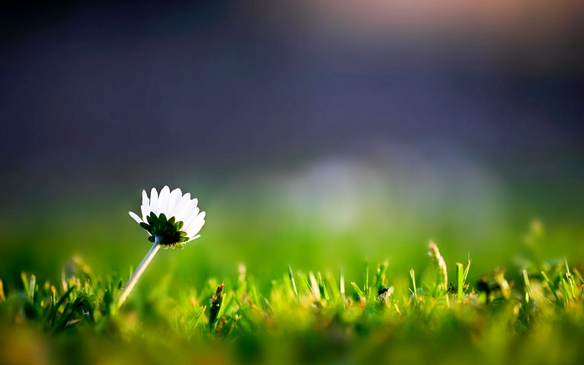 Green Grass And Flower Wallpaper