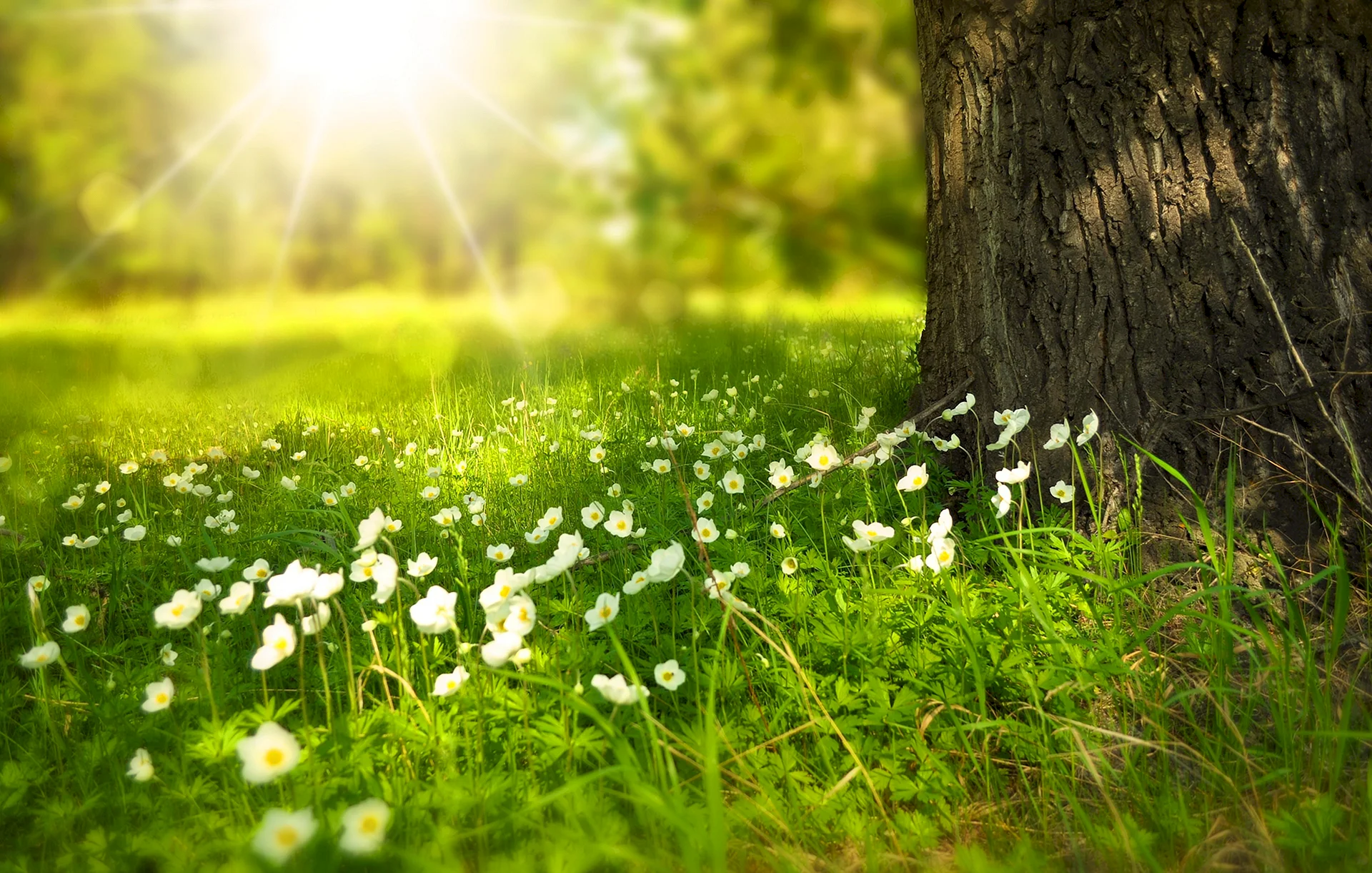 Green Grass And Flower Wallpaper