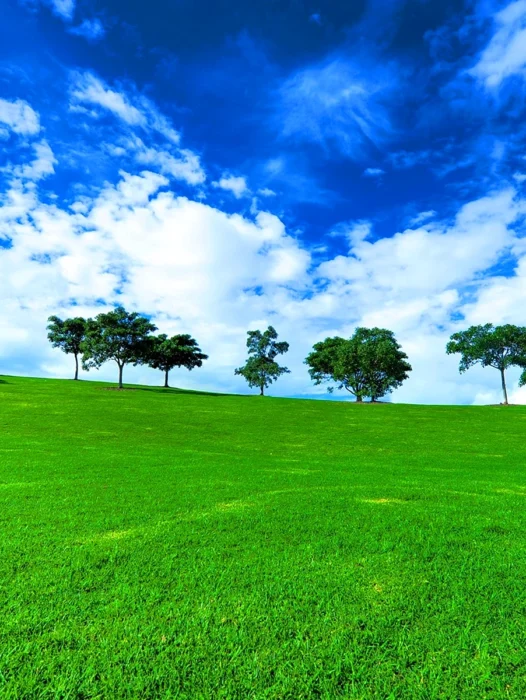 Green Grassy Landscape Wallpaper