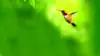 Green Hummingbird Flying Wallpaper