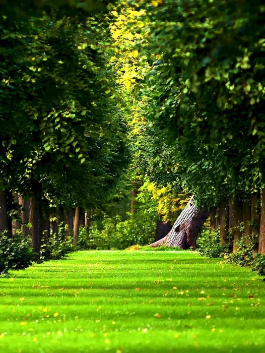 Green Landscape Garden