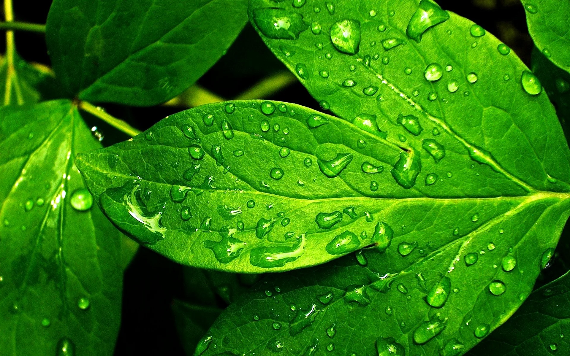 Green Leaf Wallpaper