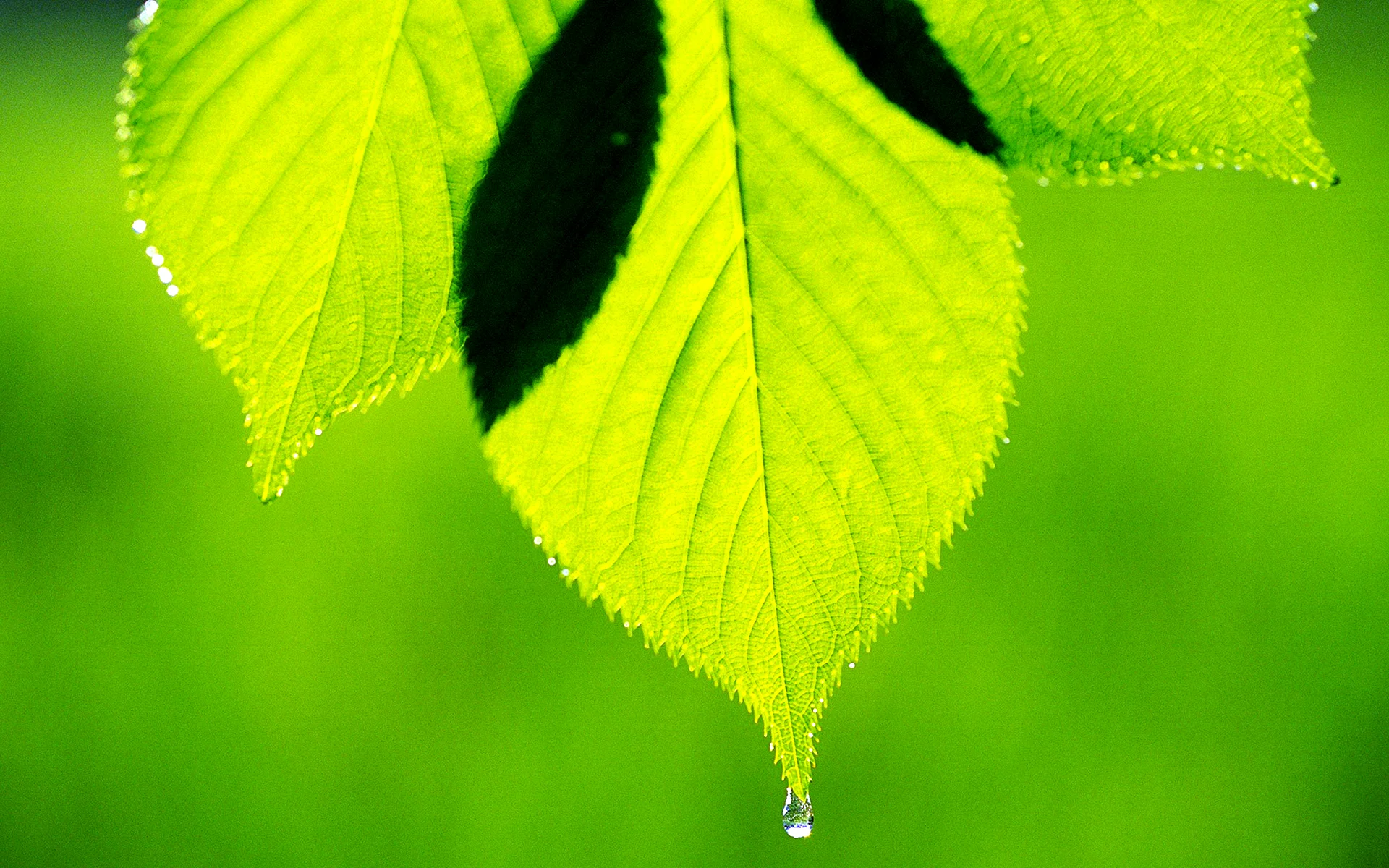 Green Leaf Wallpaper