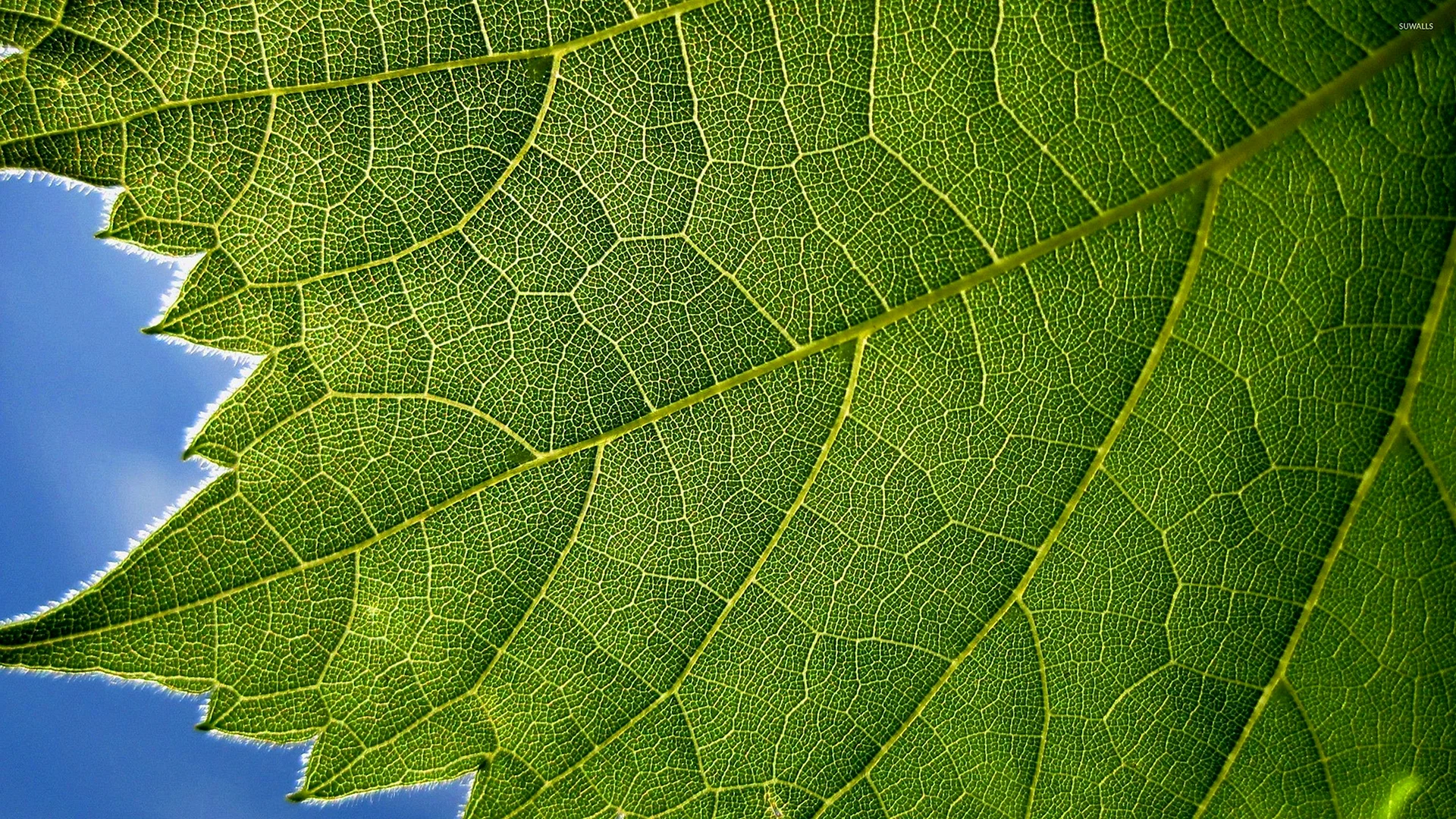 Green Leaf Texture Wallpaper