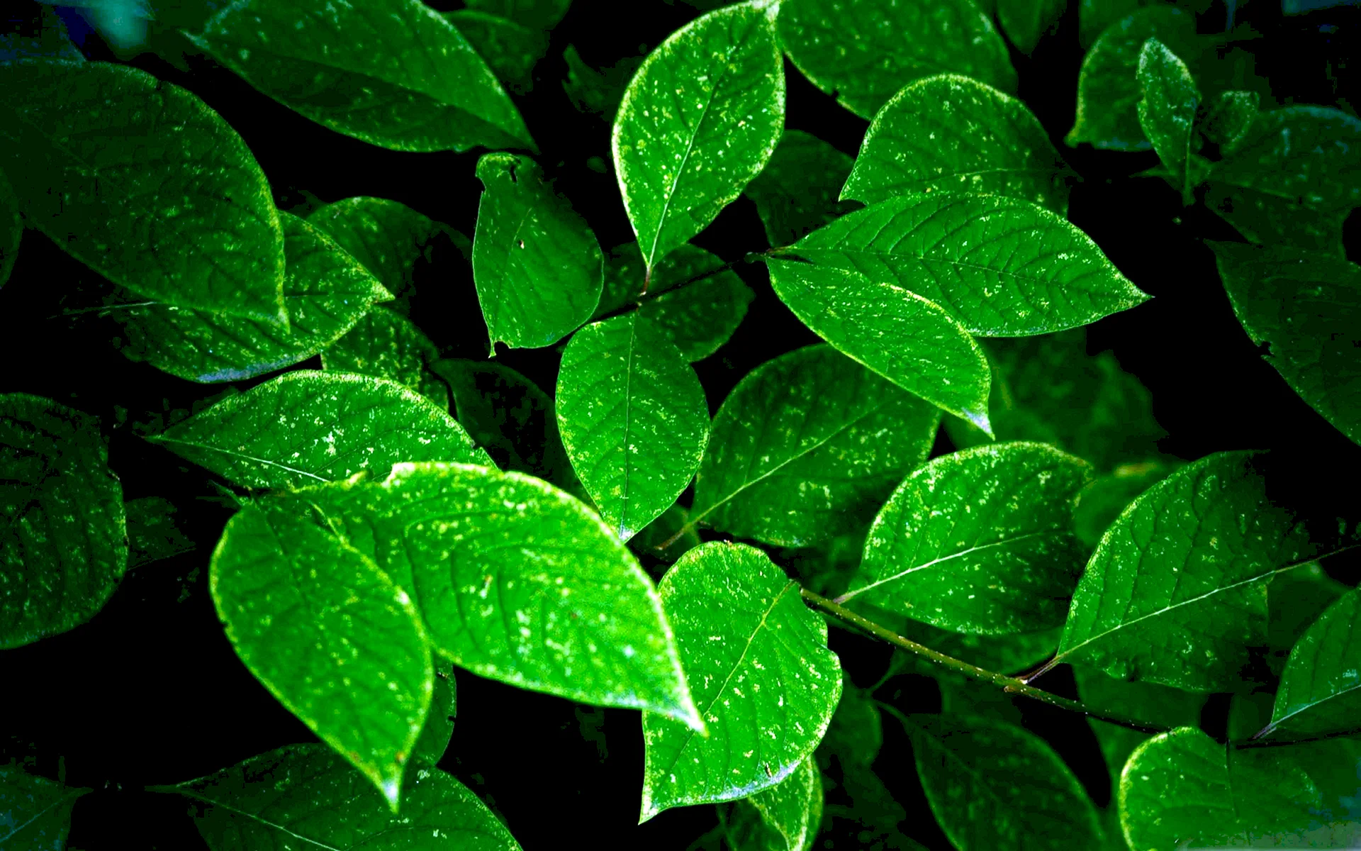 Green Leaves Wallpaper