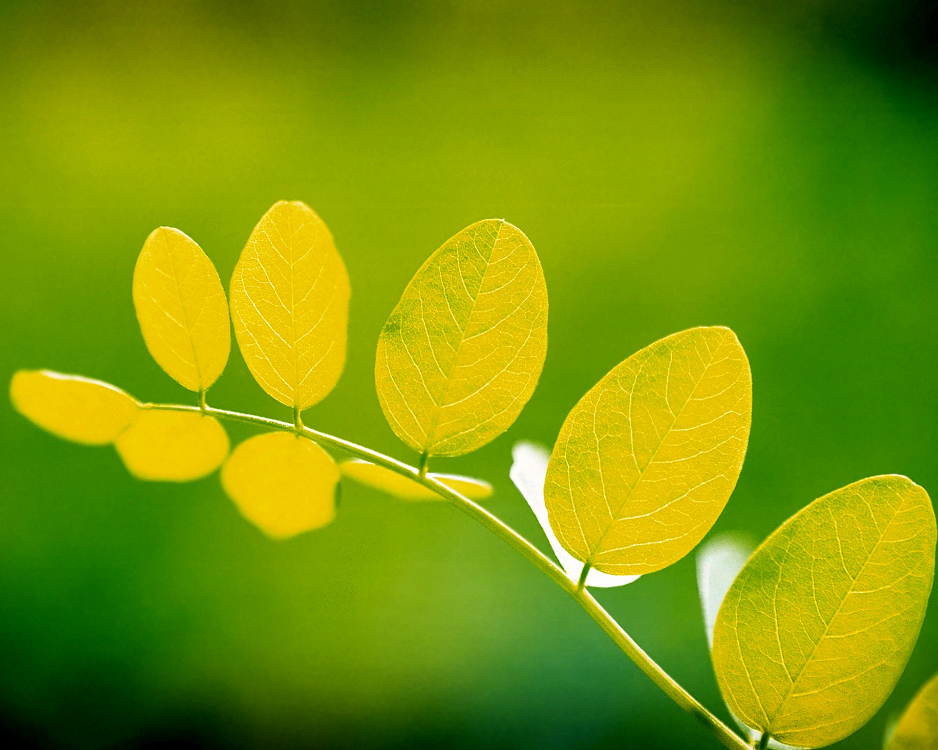 Green Leaves Wallpaper