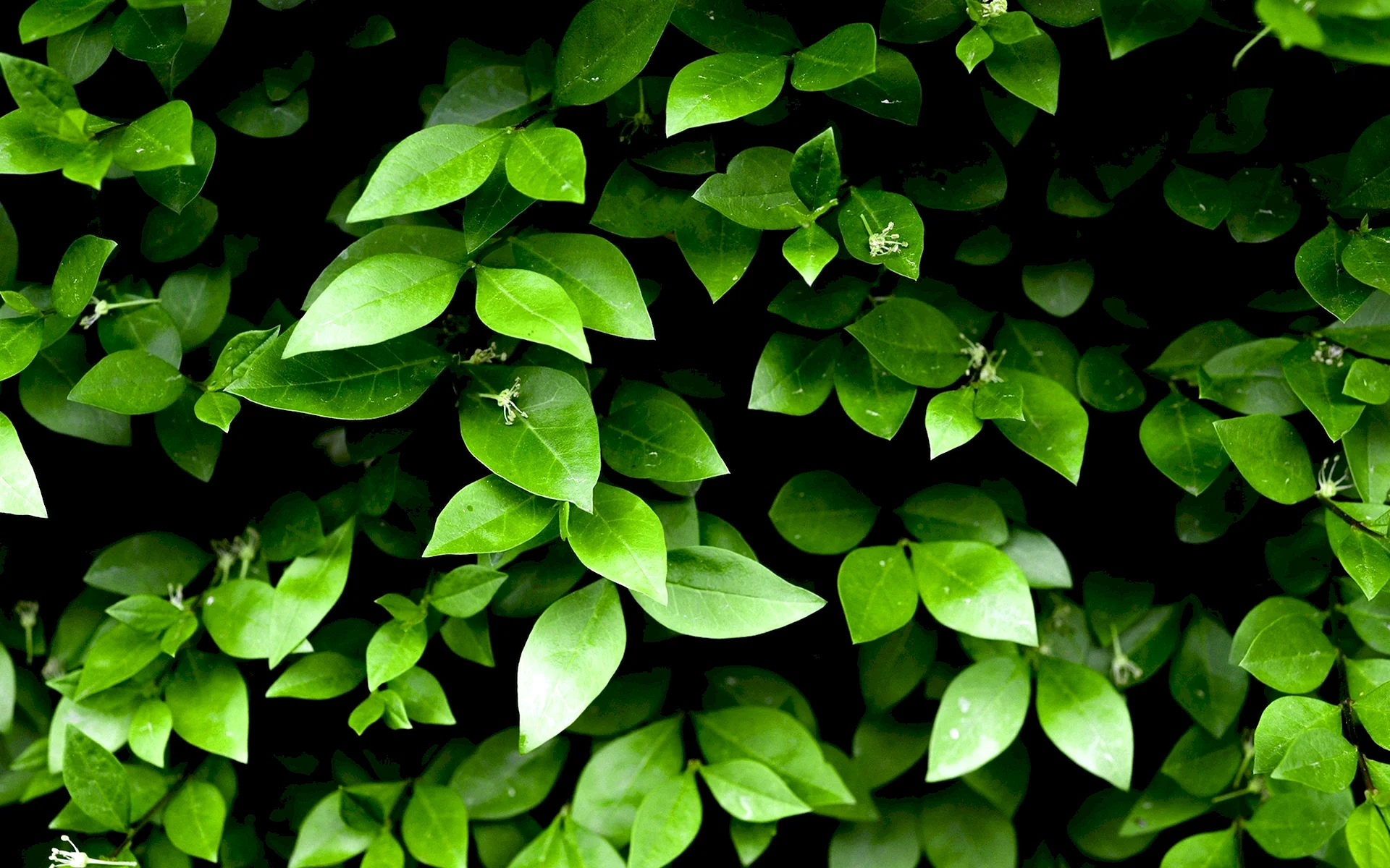 Green Leaves Wallpaper