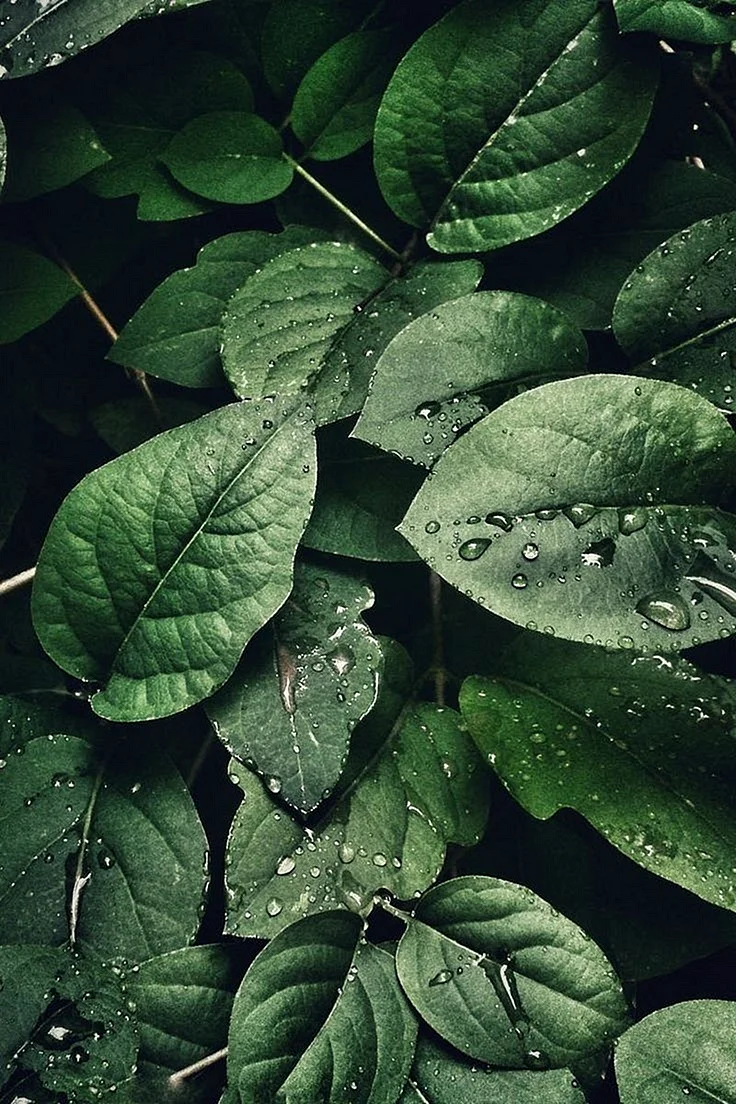 Green Leaves Wallpaper For iPhone