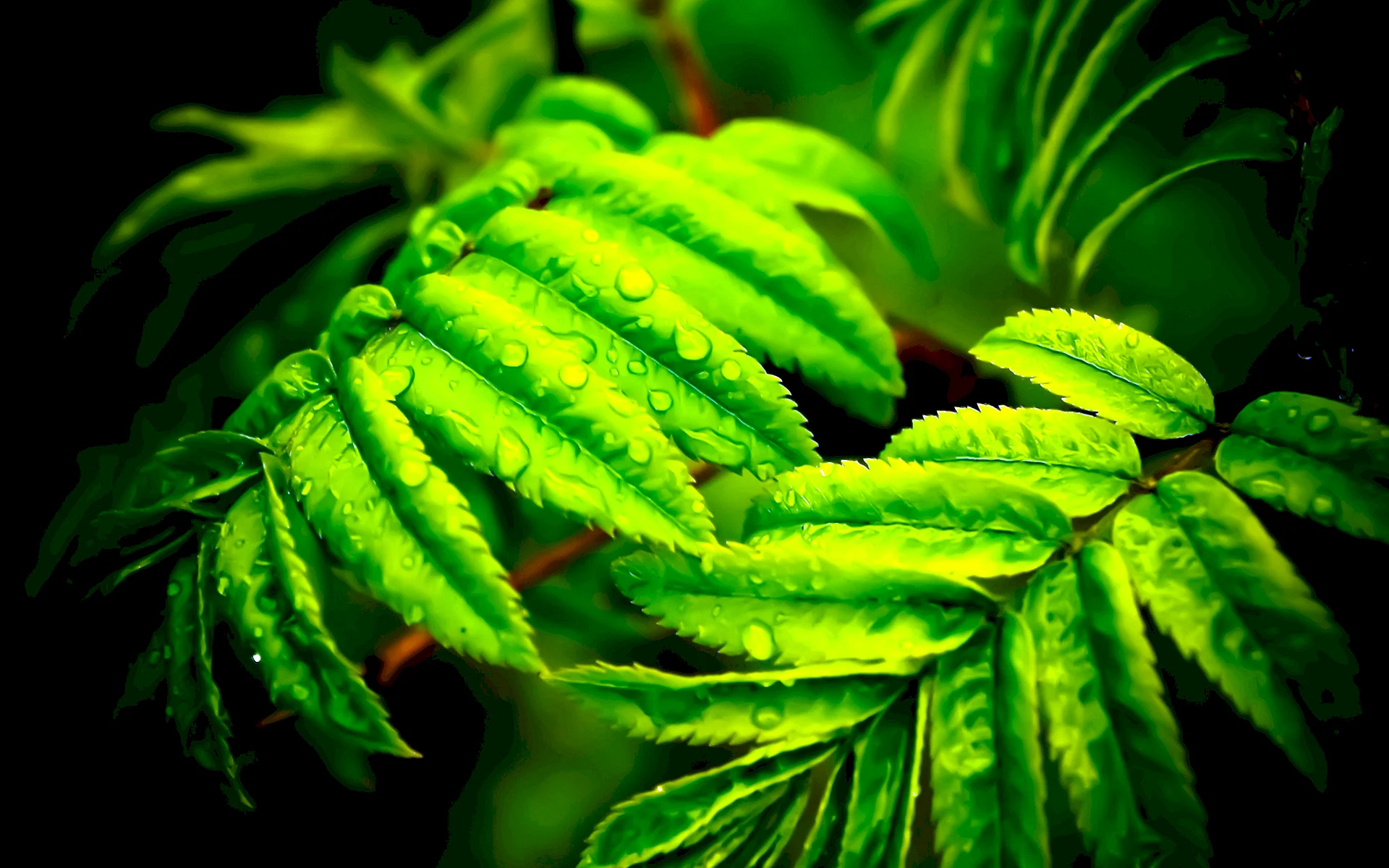 Green Leaves Wallpaper