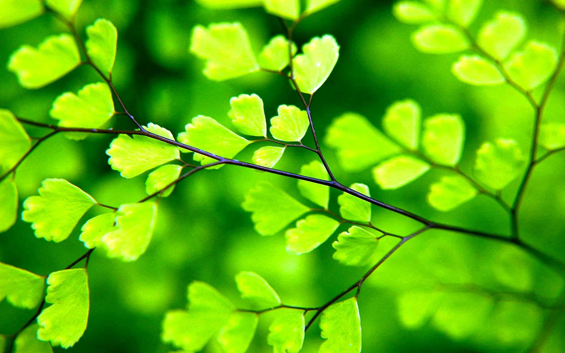 Green Leaves Wallpaper