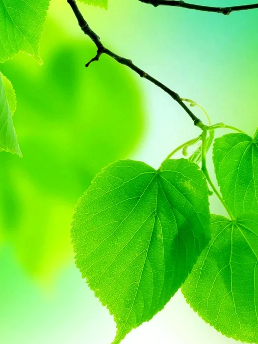 Green Leaves Abstract Wallpaper