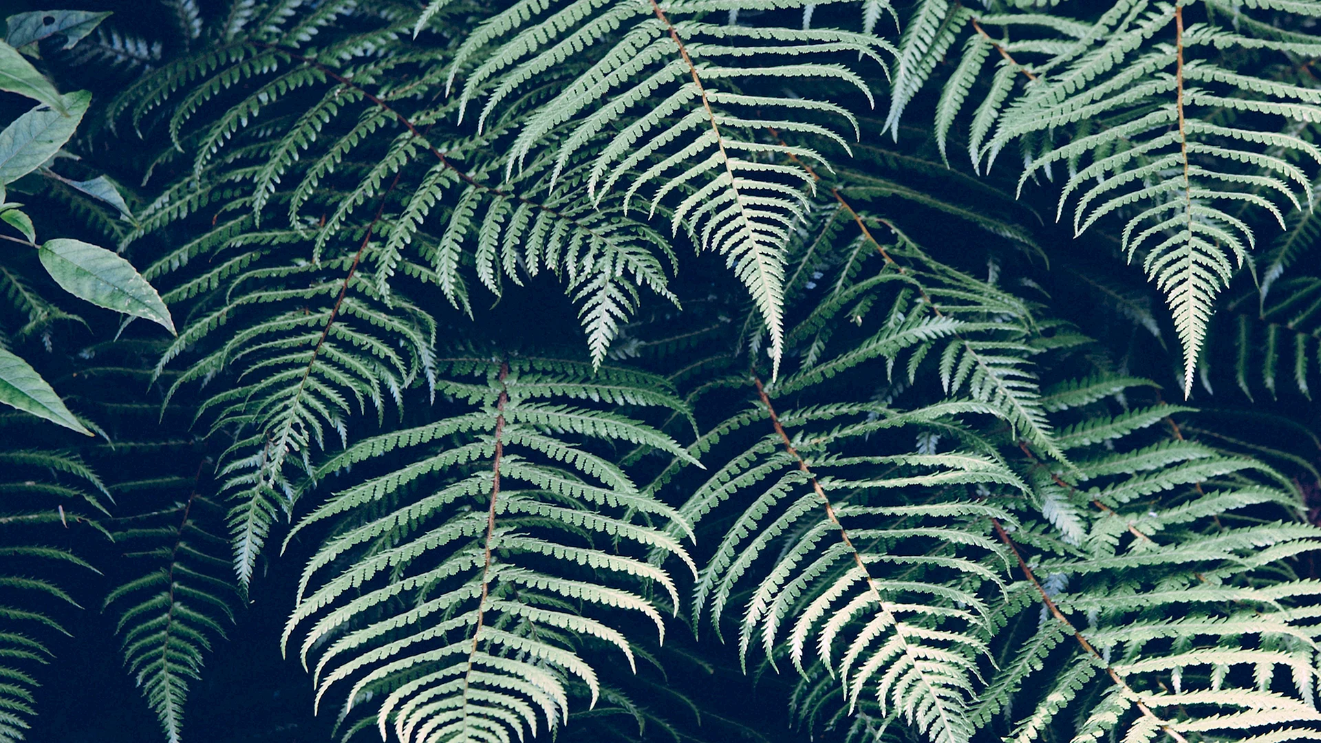 Green Leaves Aesthetic Wallpaper