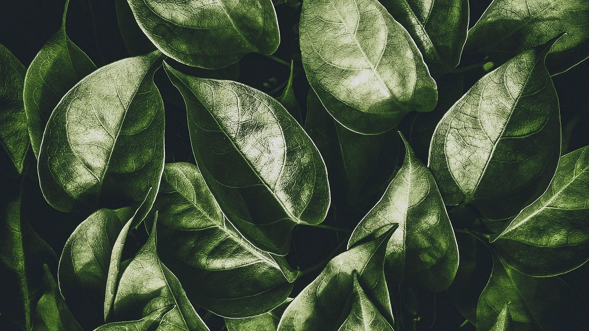 Green Leaves Aesthetic Wallpaper