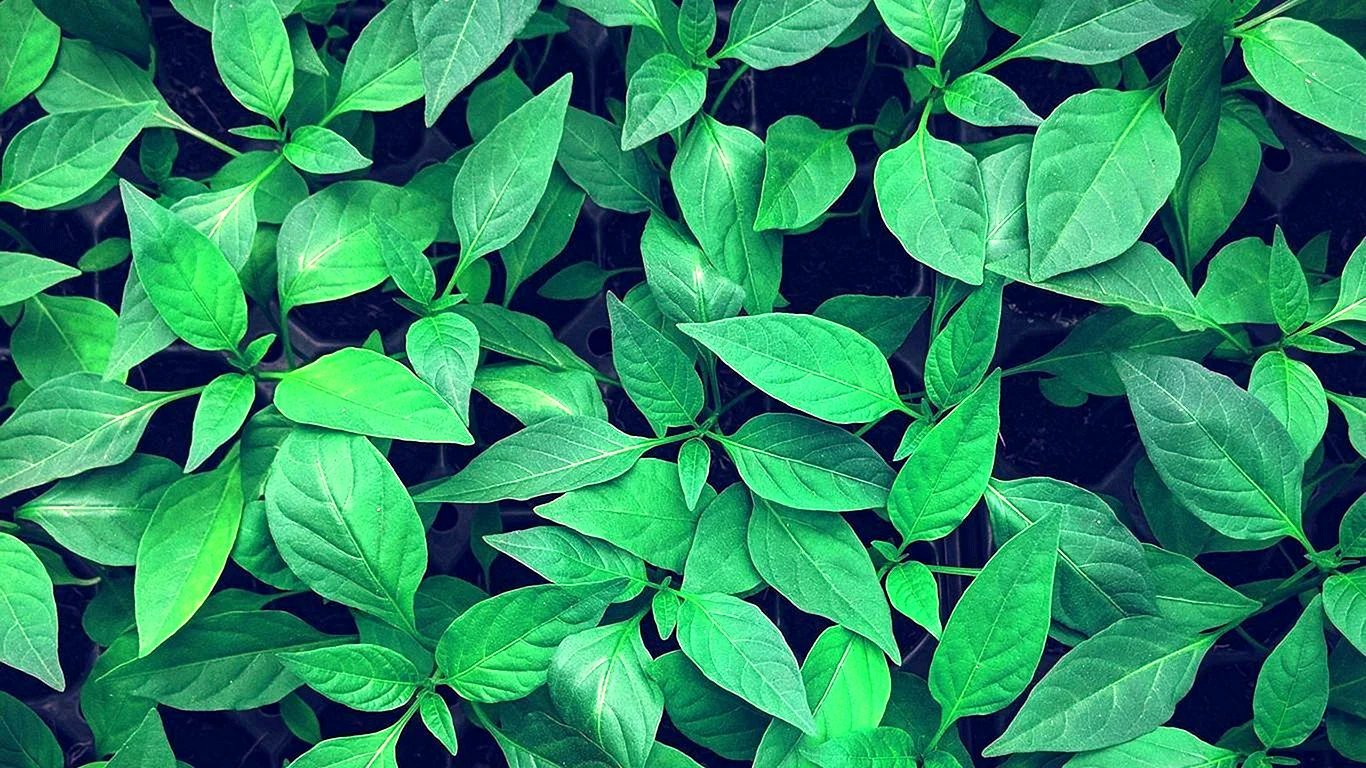 Green Leaves Aesthetic Wallpaper