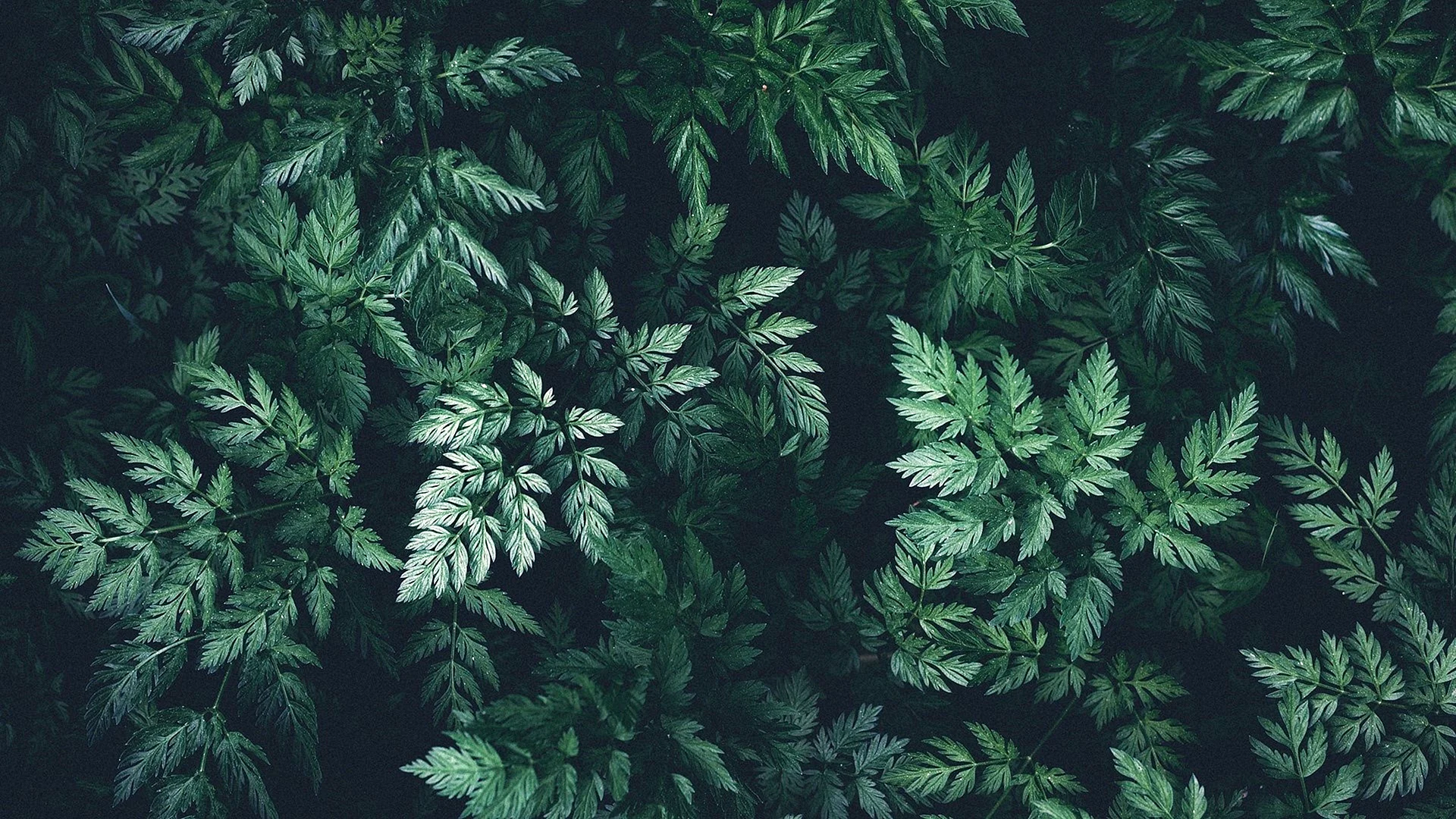 Green Leaves Aesthetic Wallpaper