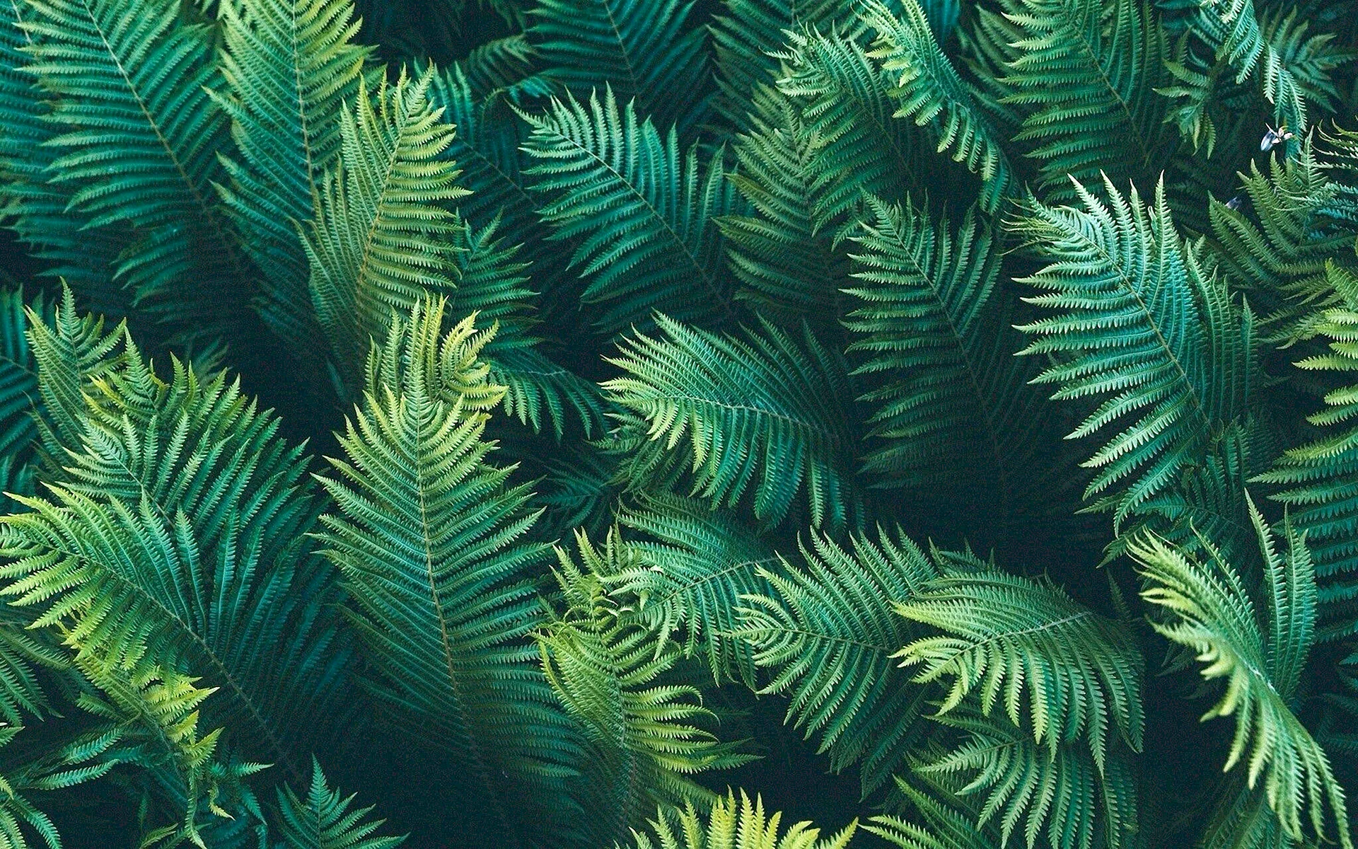 Green Leaves Aesthetic Wallpaper