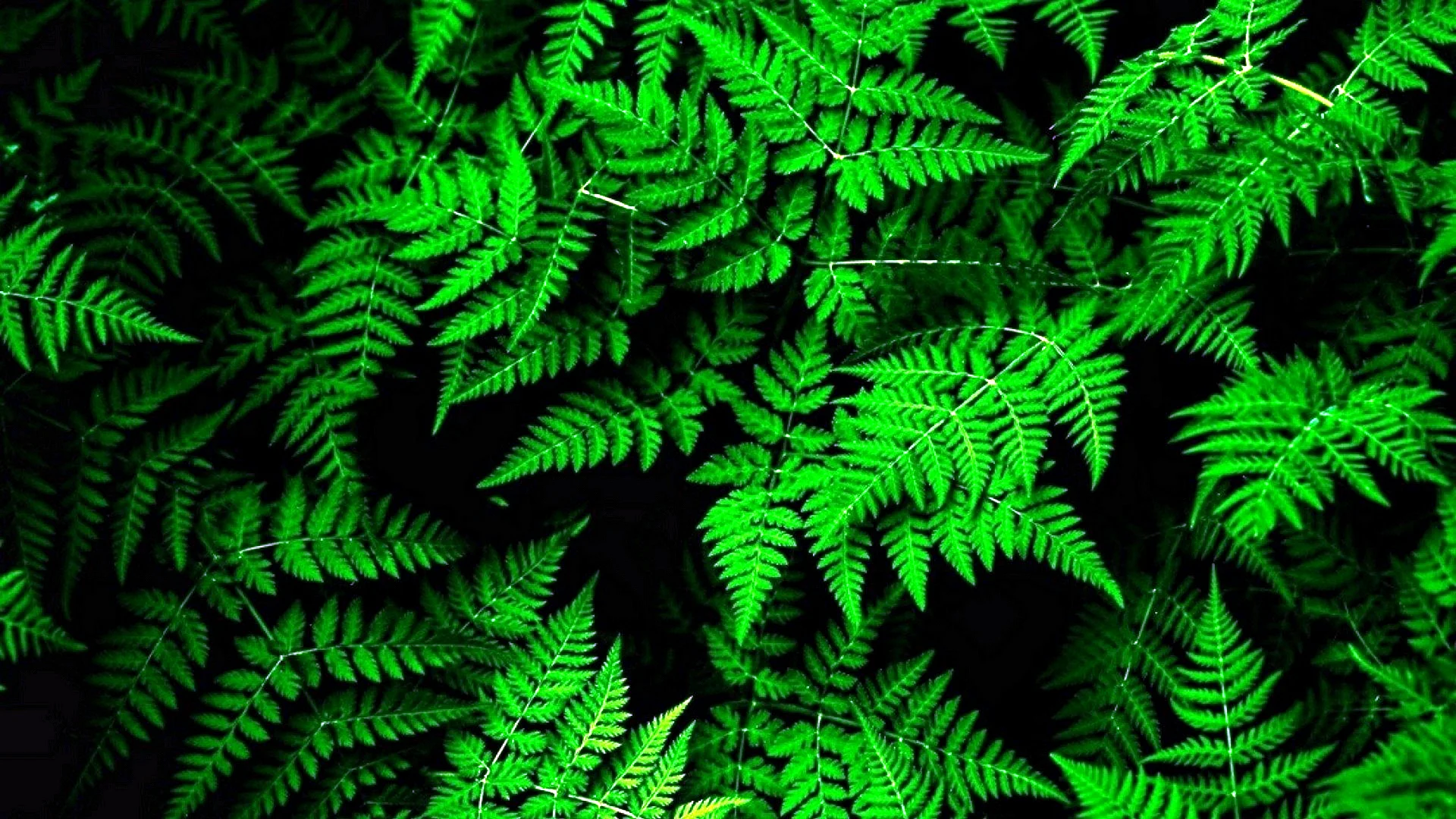 Green Leaves Aesthetic Wallpaper