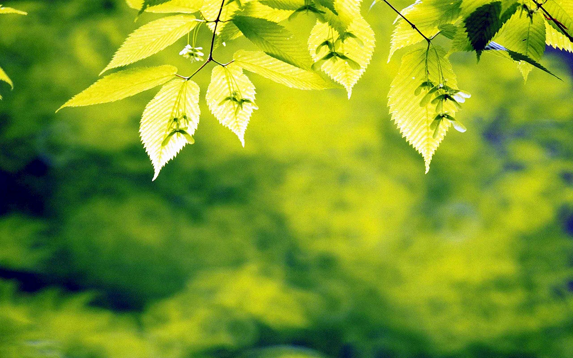 Green Leaves Background Wallpaper